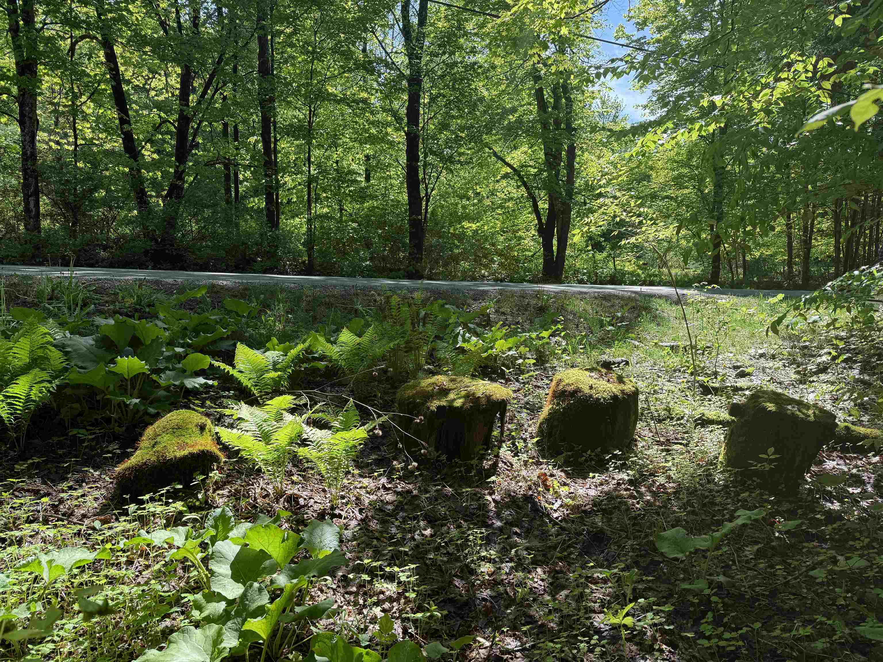 Johnson, Vermont 05656, United States, ,Land,Active,101555