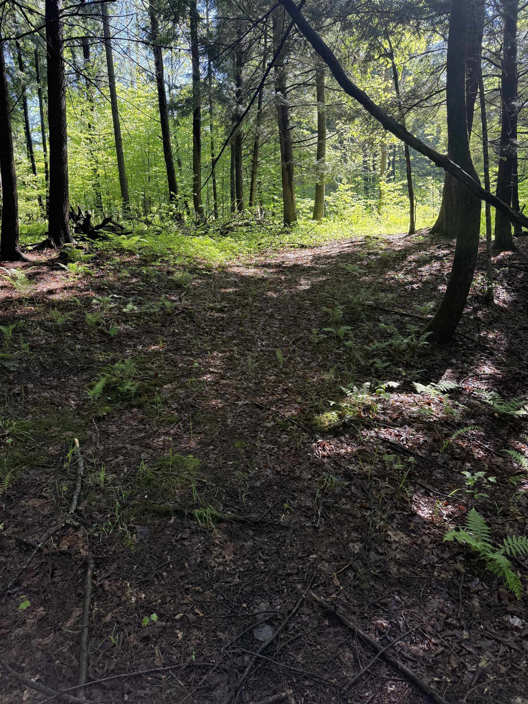 Johnson, Vermont 05656, United States, ,Land,Active,101555