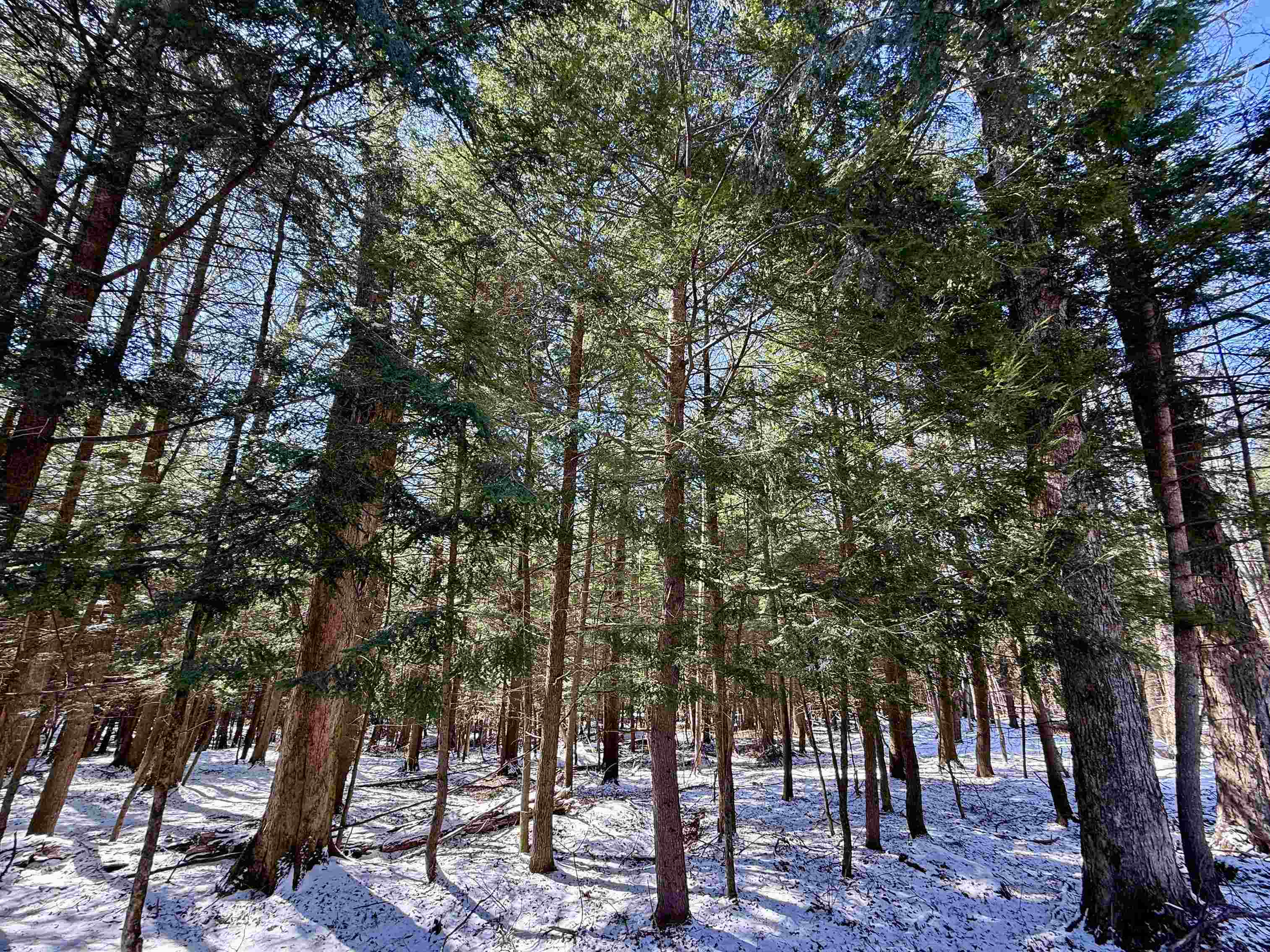 Johnson, Vermont 05656, United States, ,Land,Active,101555