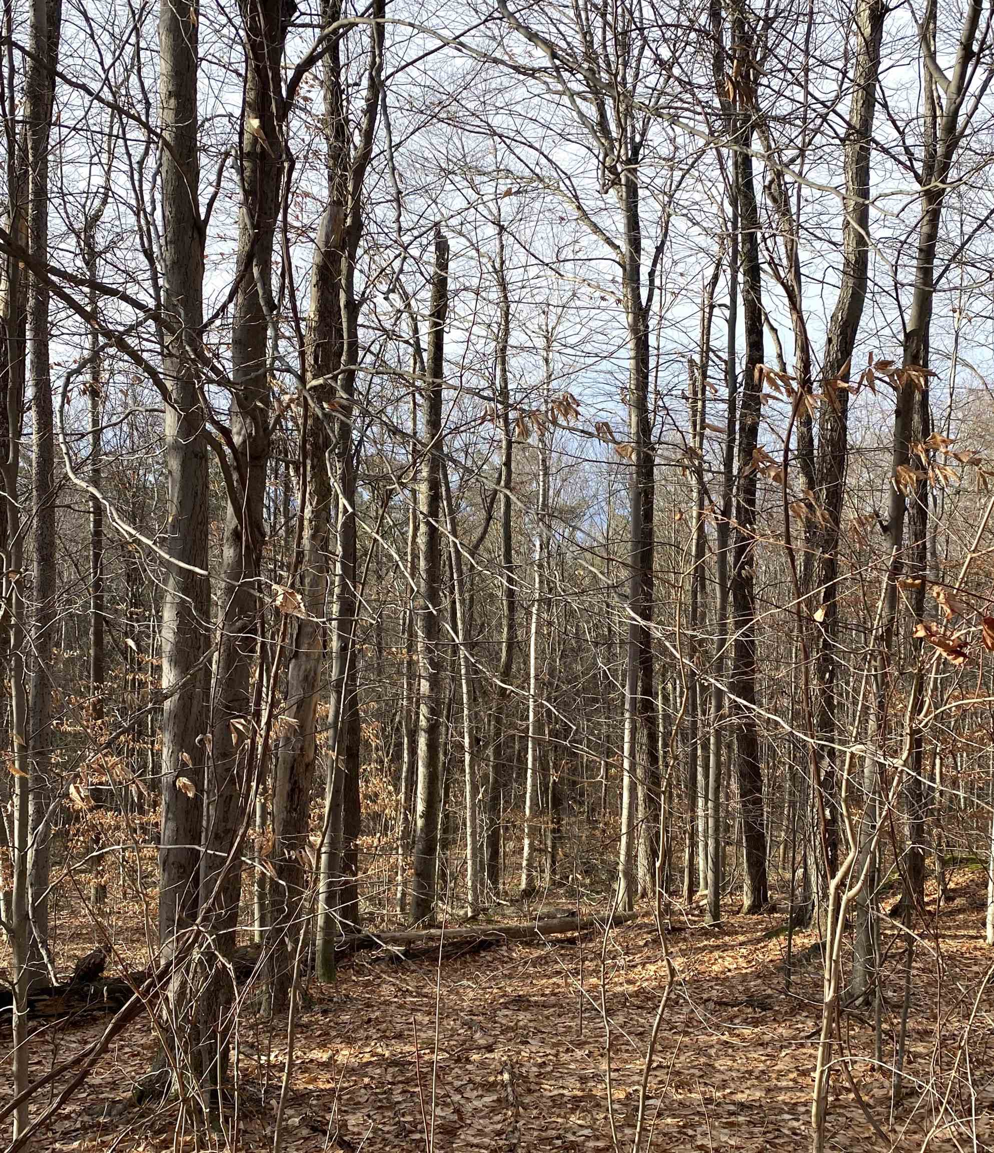 6 Fred Johnson Circle 17