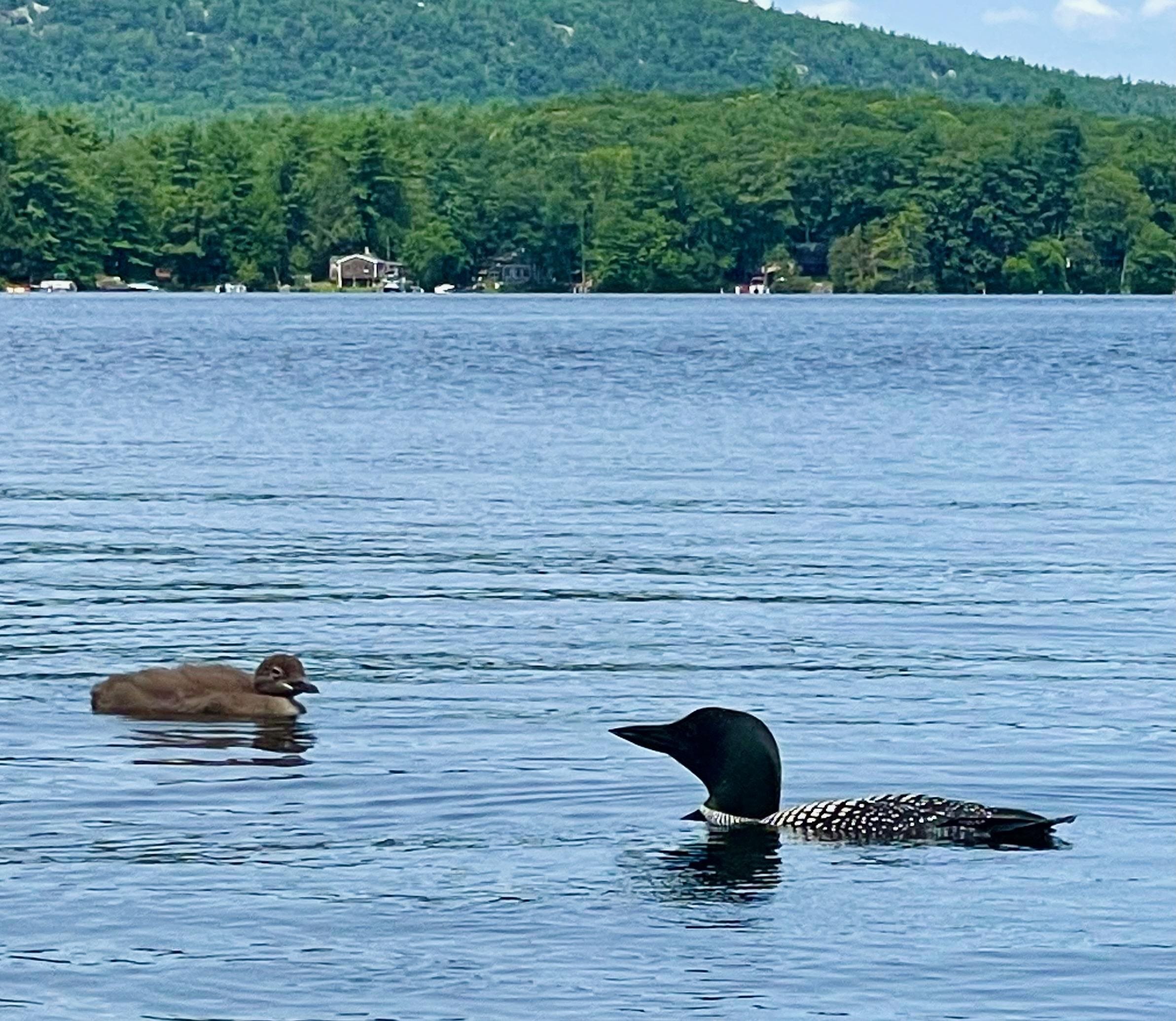 Nottingham, New Hampshire 03290, United States, ,Land,Active,94228