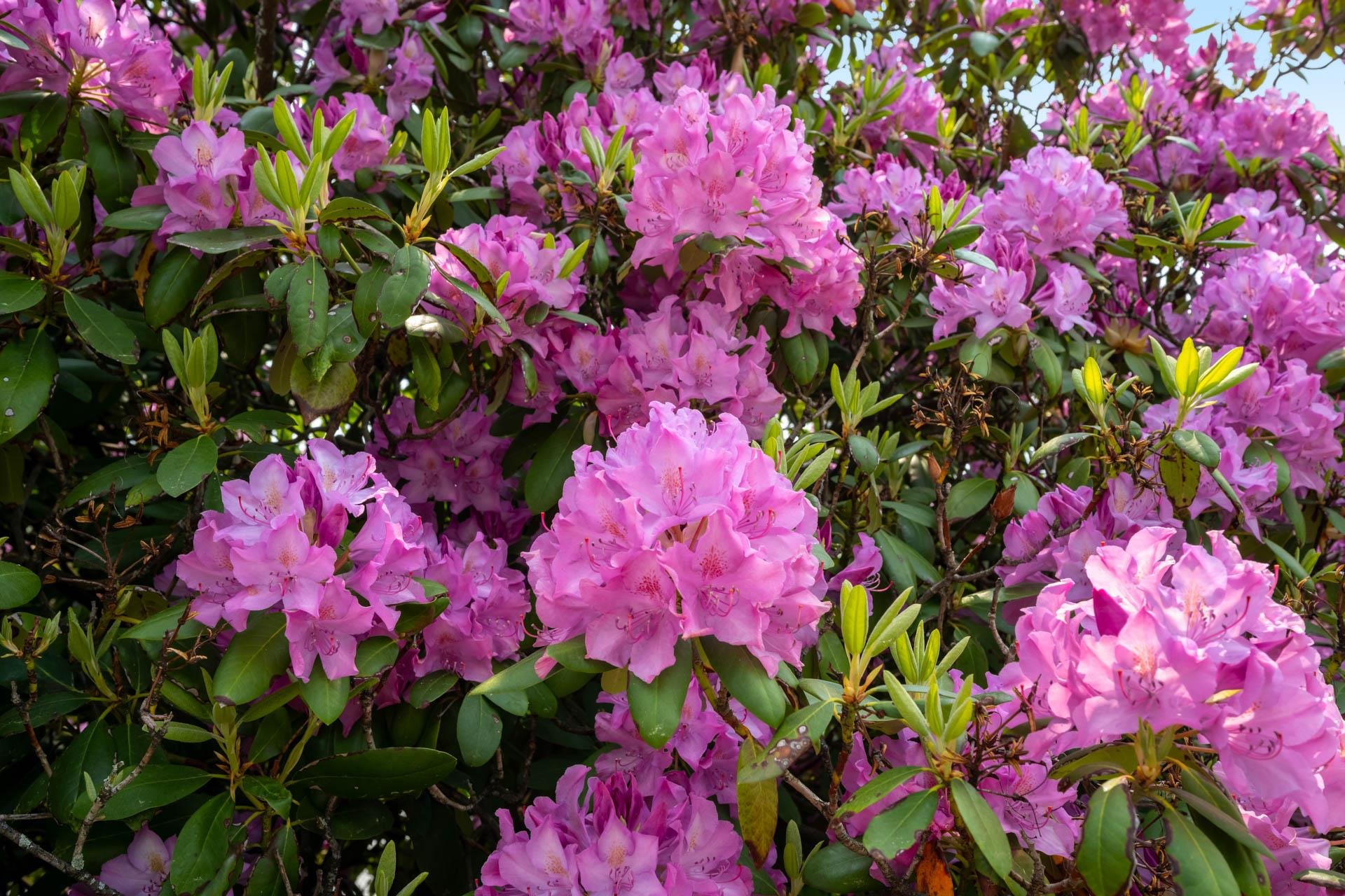 Nashua, New Hampshire 03060, United States, 3 Bedrooms Bedrooms, ,1 BathroomBathrooms,Residential,Active,146479