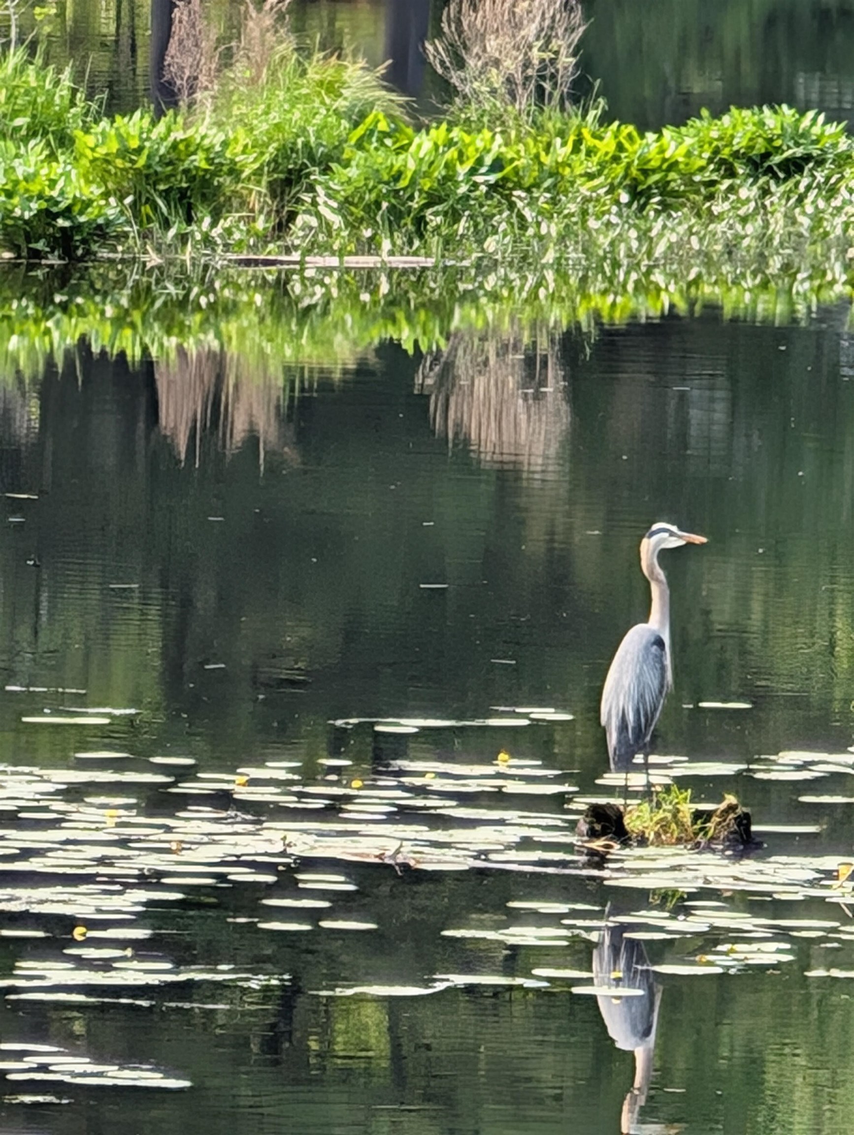 Nashua, New Hampshire 03060, United States, 3 Bedrooms Bedrooms, ,1 BathroomBathrooms,Residential,Active,146479