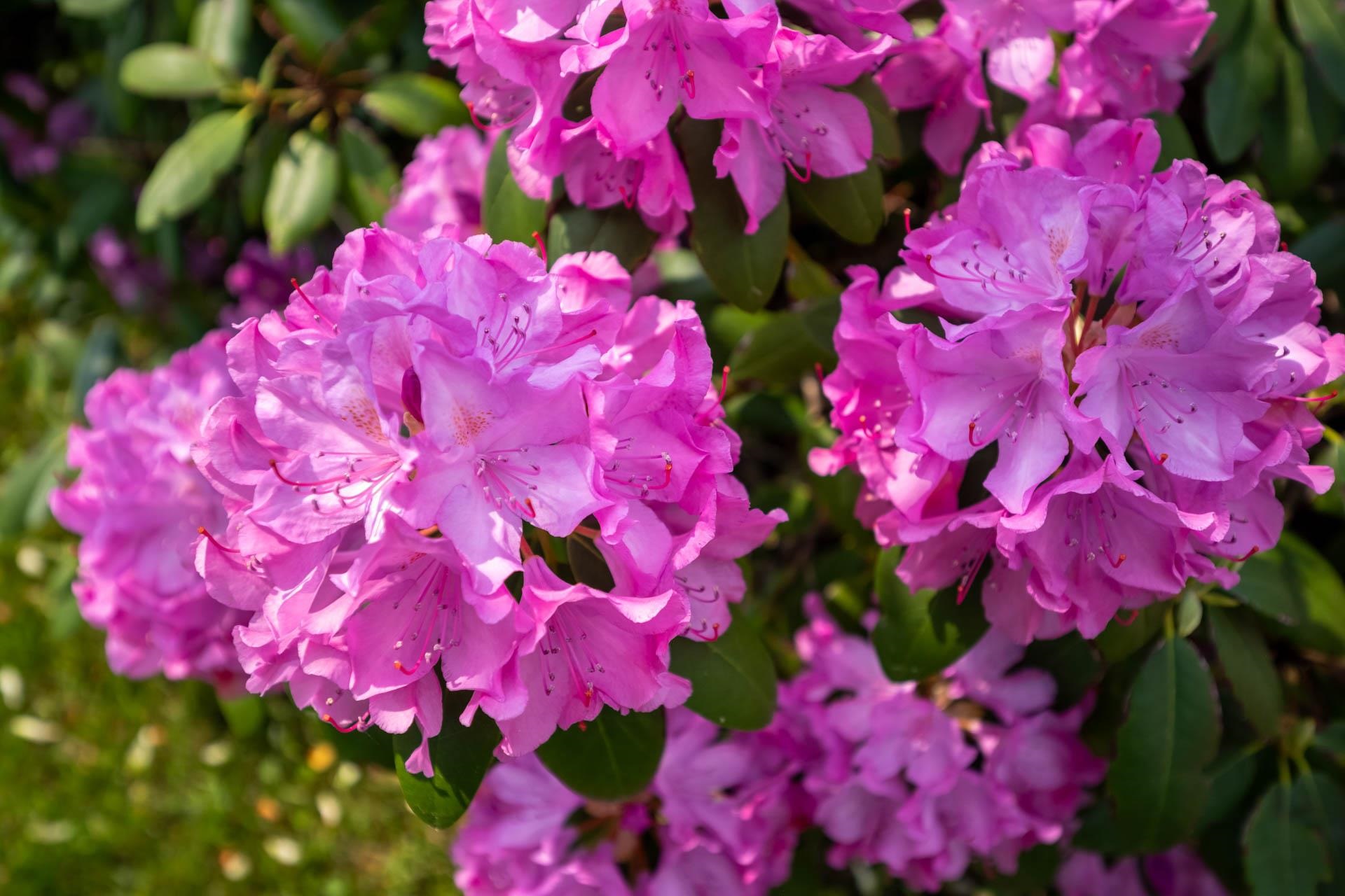 Nashua, New Hampshire 03060, United States, 3 Bedrooms Bedrooms, ,1 BathroomBathrooms,Residential,Active,146479