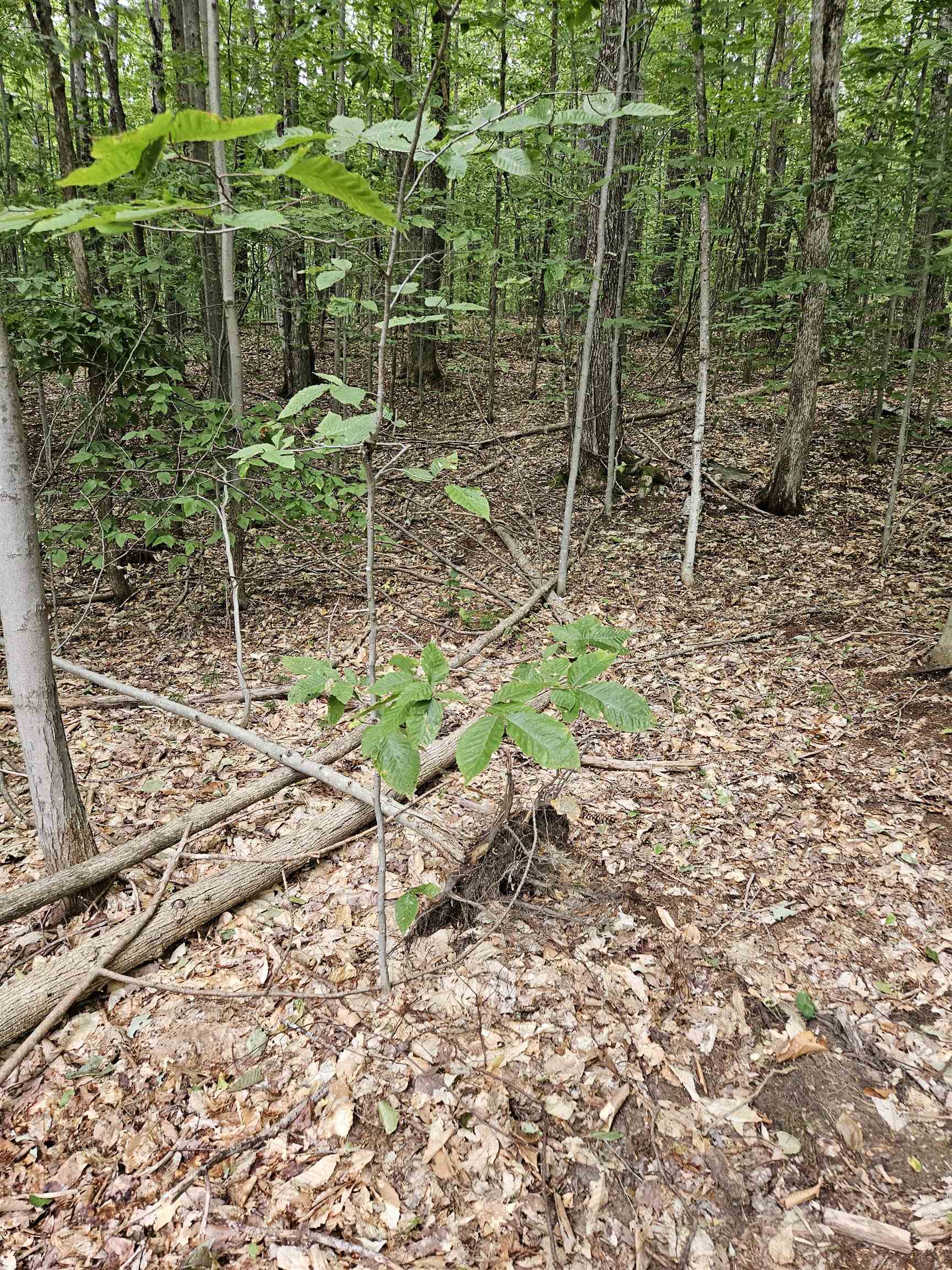 284 Ossipee Mountain Road