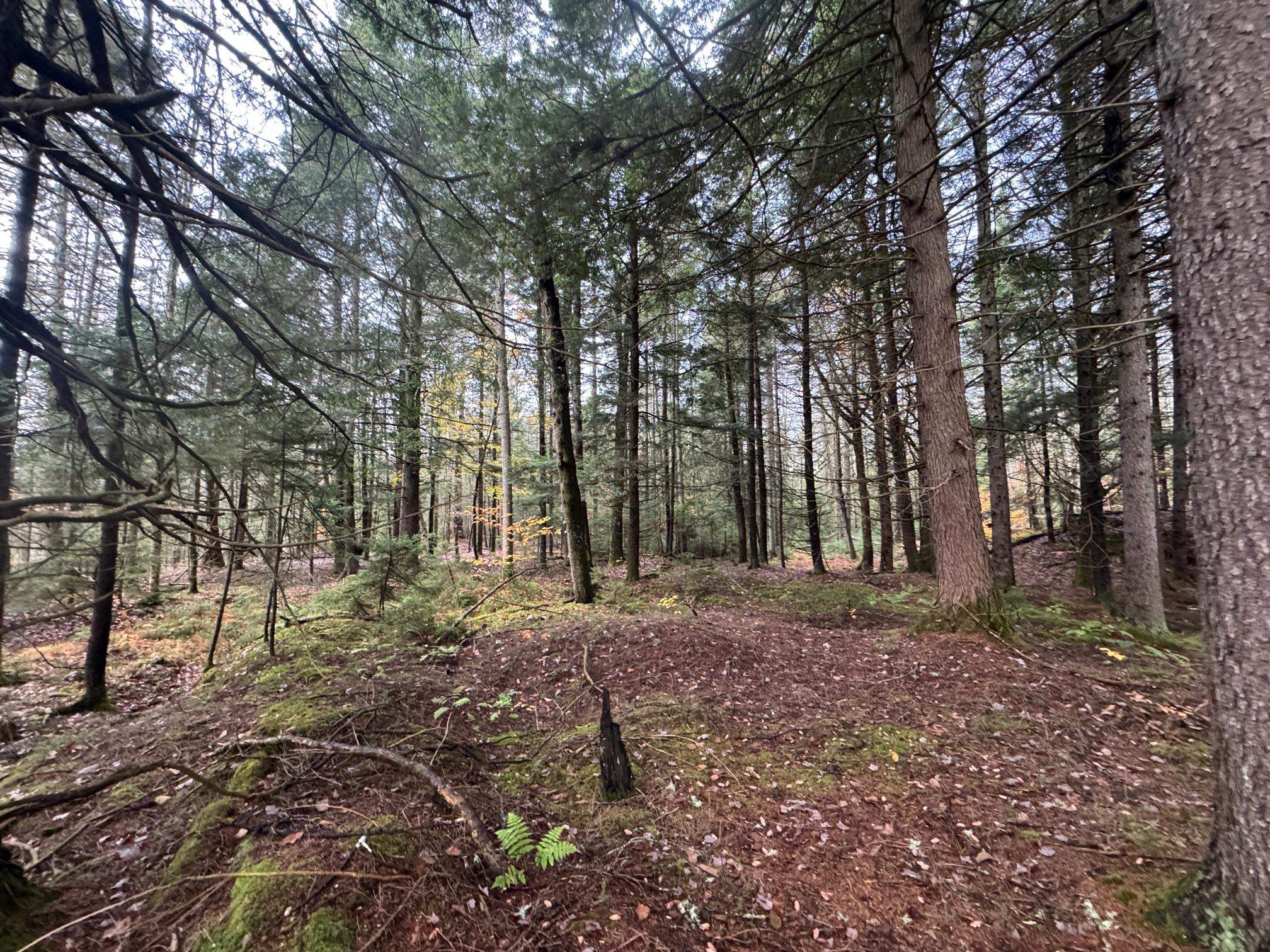 10 Hampshire Hill Road