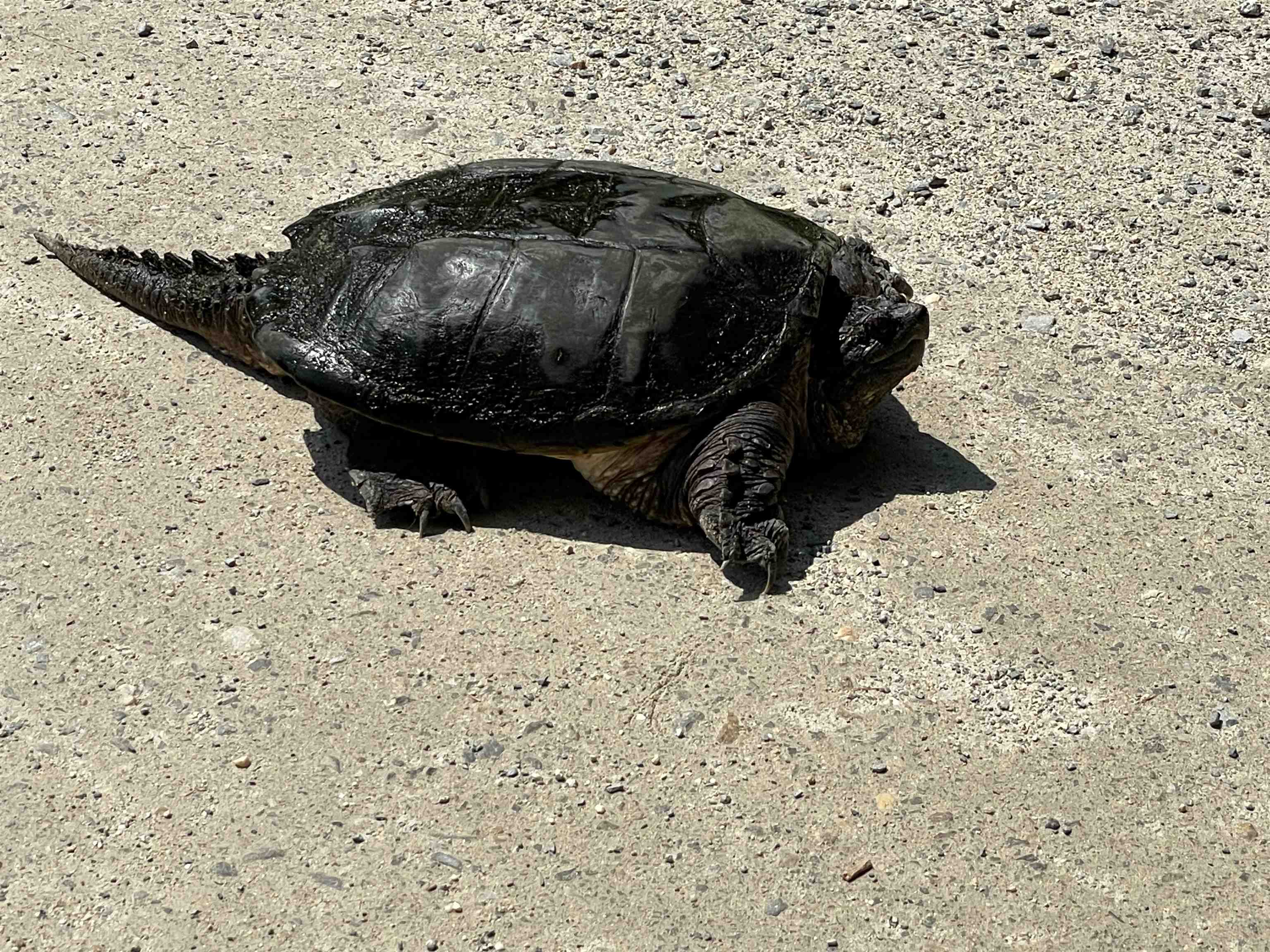 Raymond, New Hampshire 03077, United States, ,Land,Active,141703