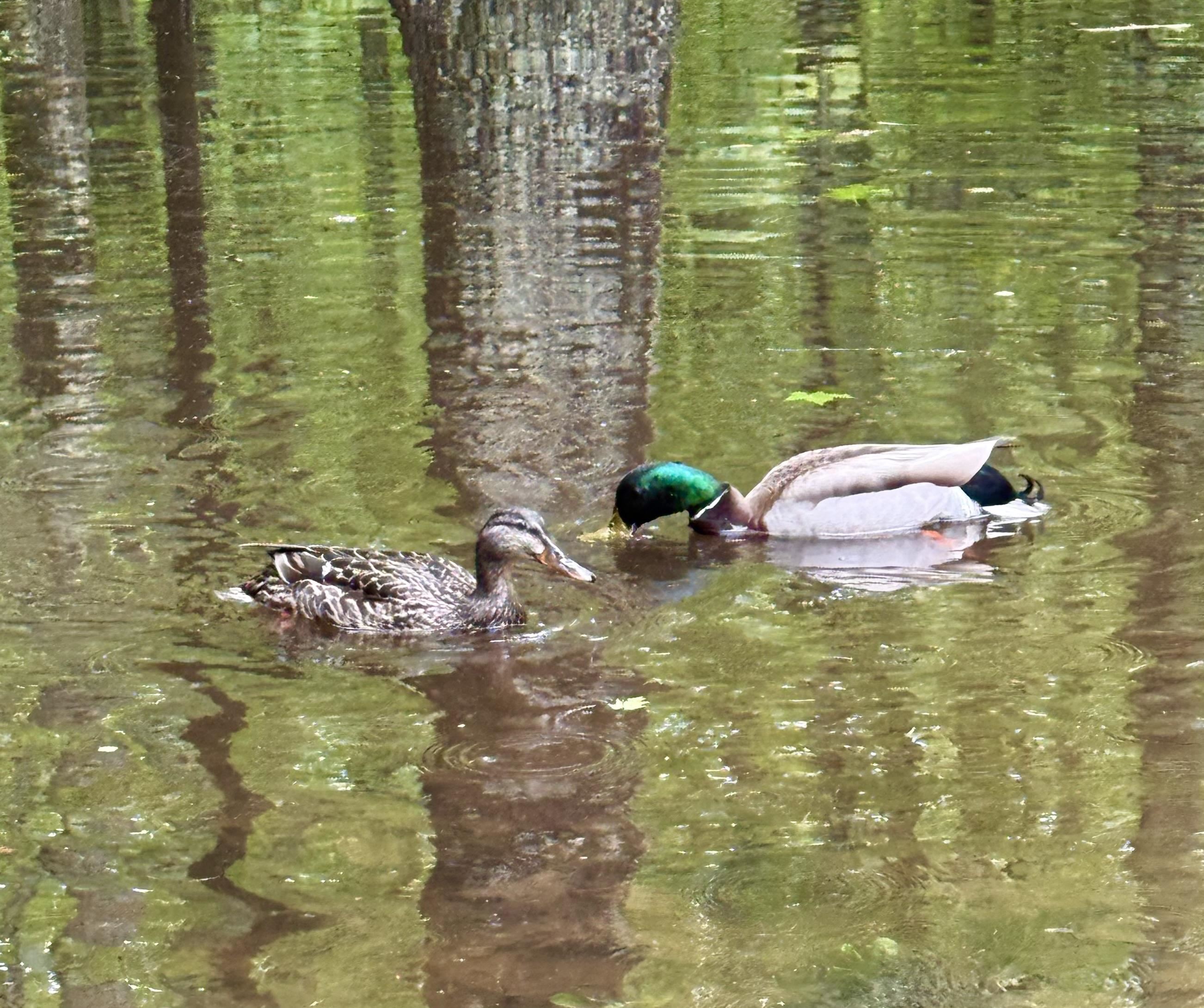 Raymond, New Hampshire 03077, United States, ,Land,Active,141703