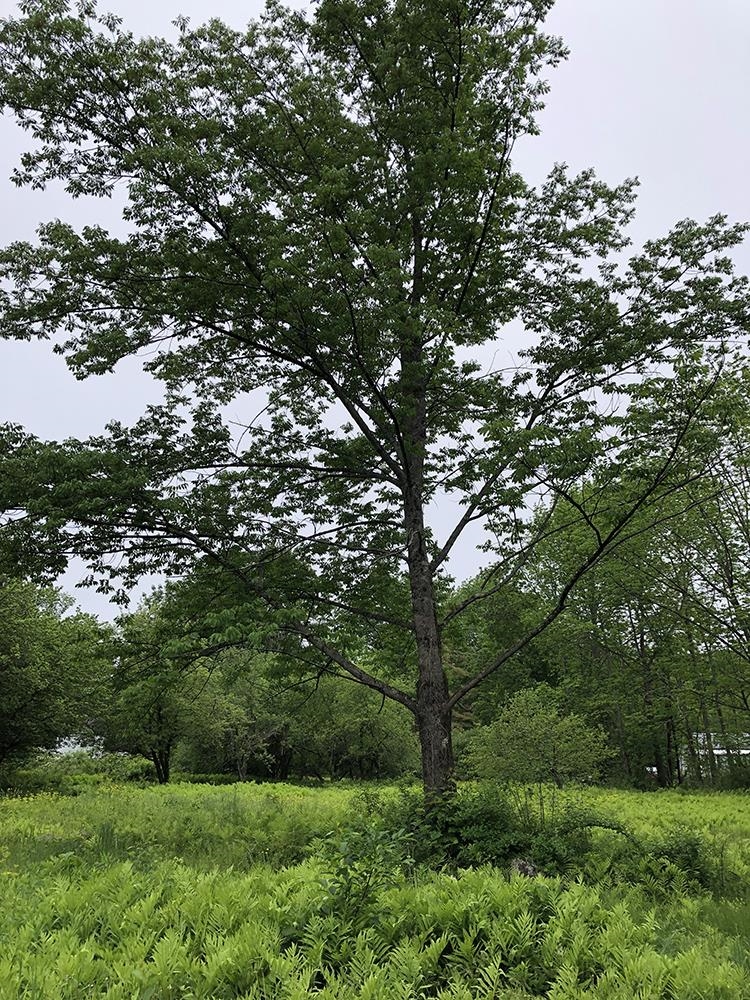 111 Gib Lockerby Road