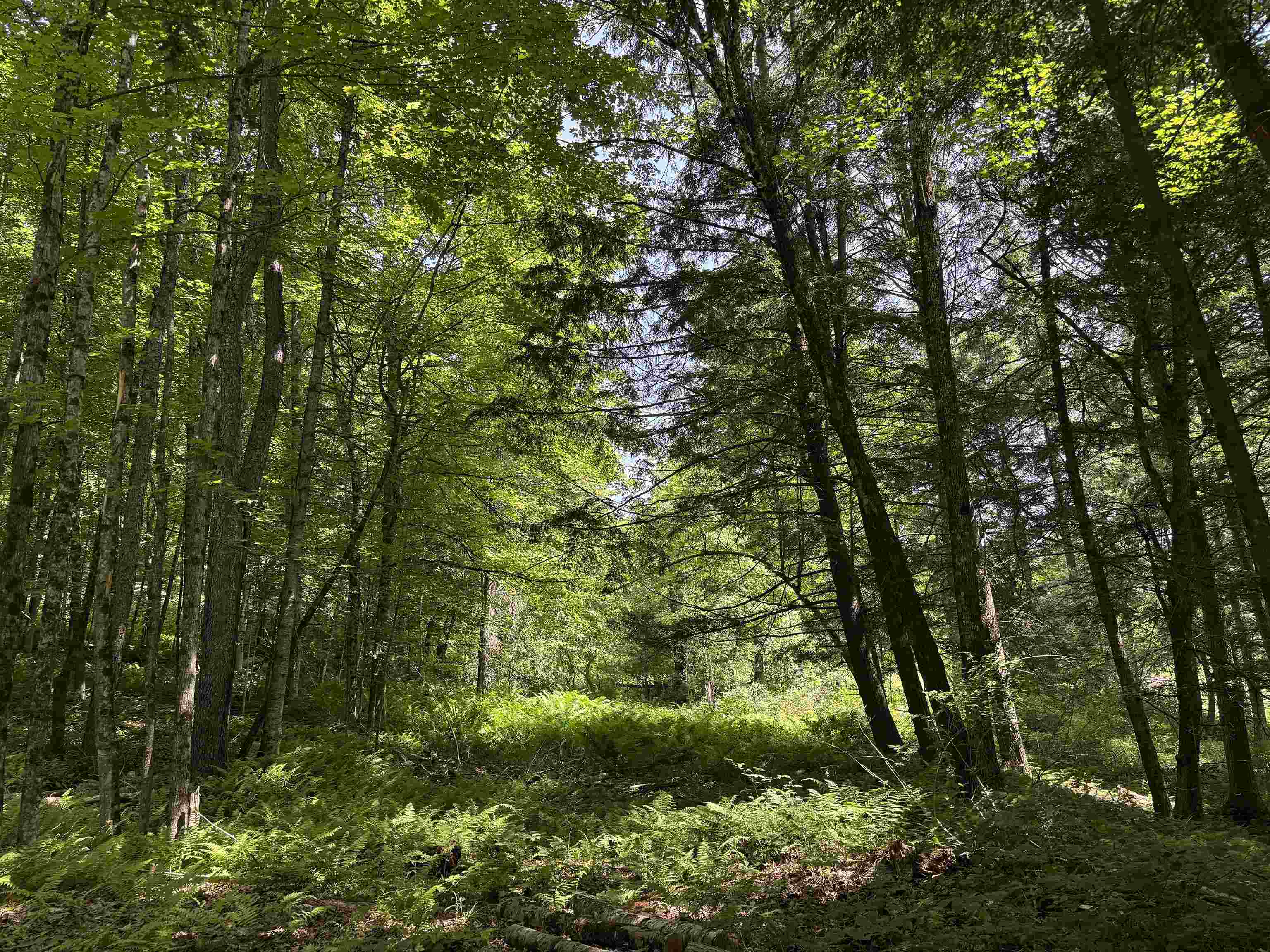 East Montpelier, Vermont 05651, United States, ,Land,Active,98589