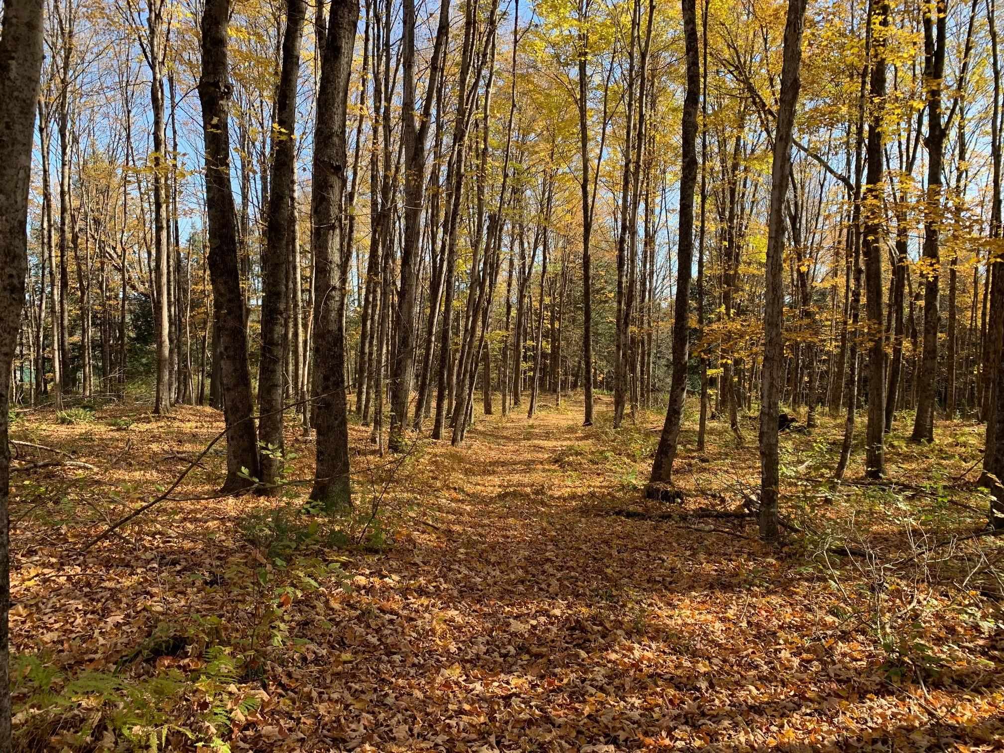 East Montpelier, Vermont 05651, United States, ,Land,Active,98589