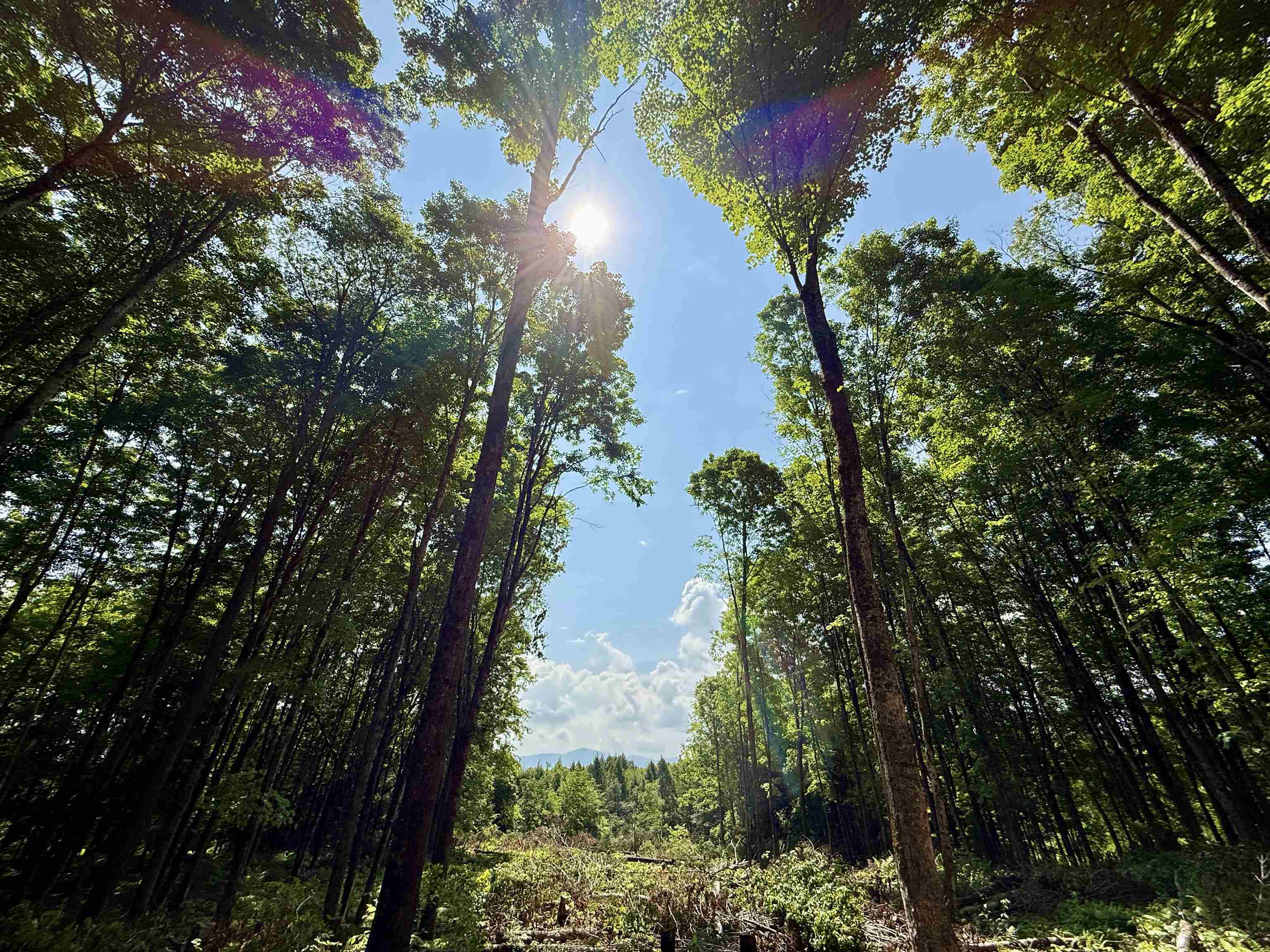 East Montpelier, Vermont 05651, United States, ,Land,Active,98589