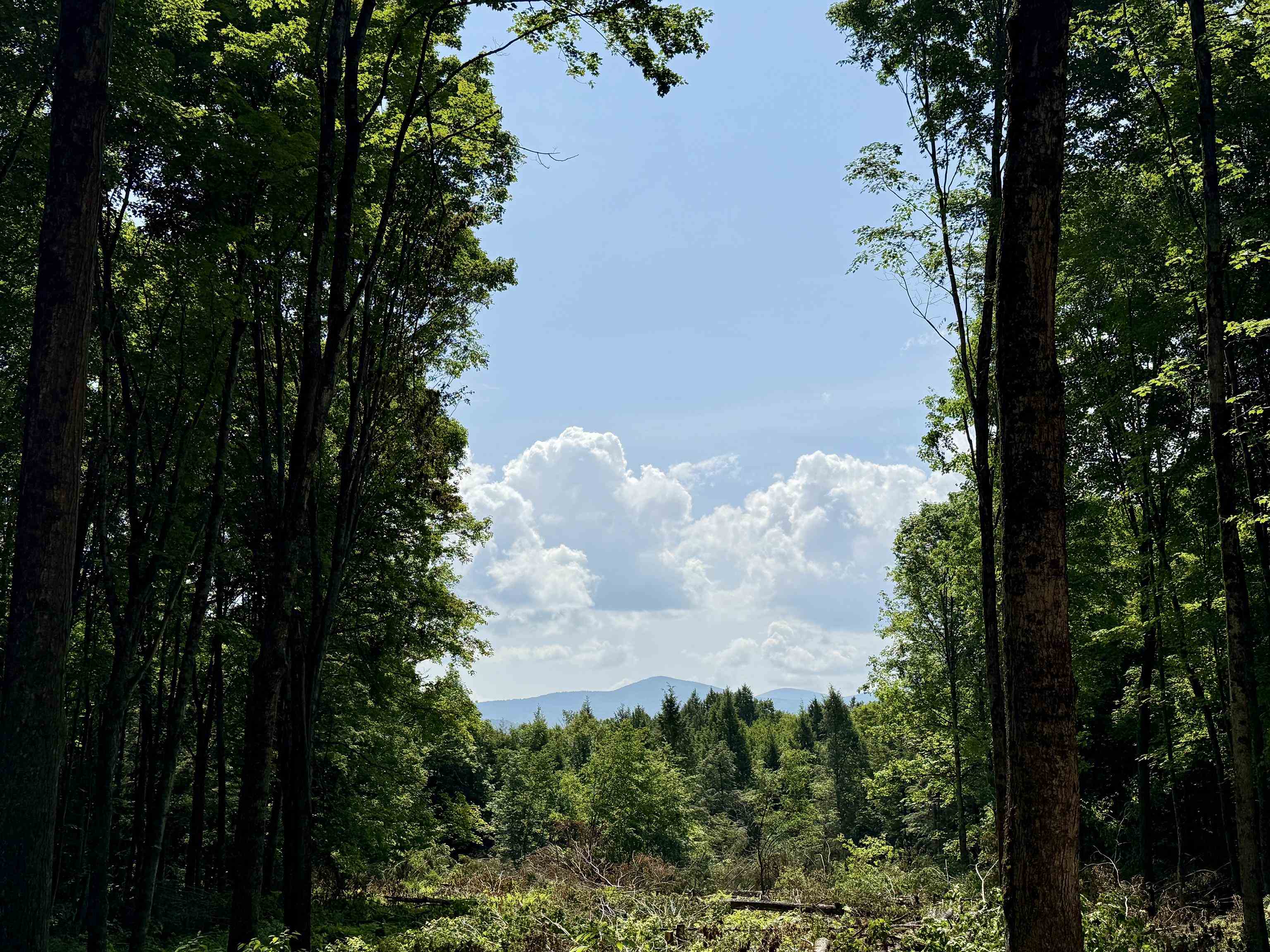 East Montpelier, Vermont 05651, United States, ,Land,Active,98589