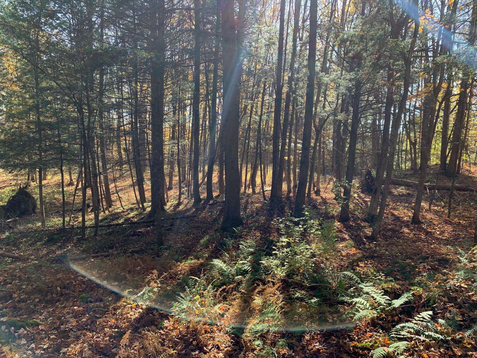 East Montpelier, Vermont 05651, United States, ,Land,Active,98589