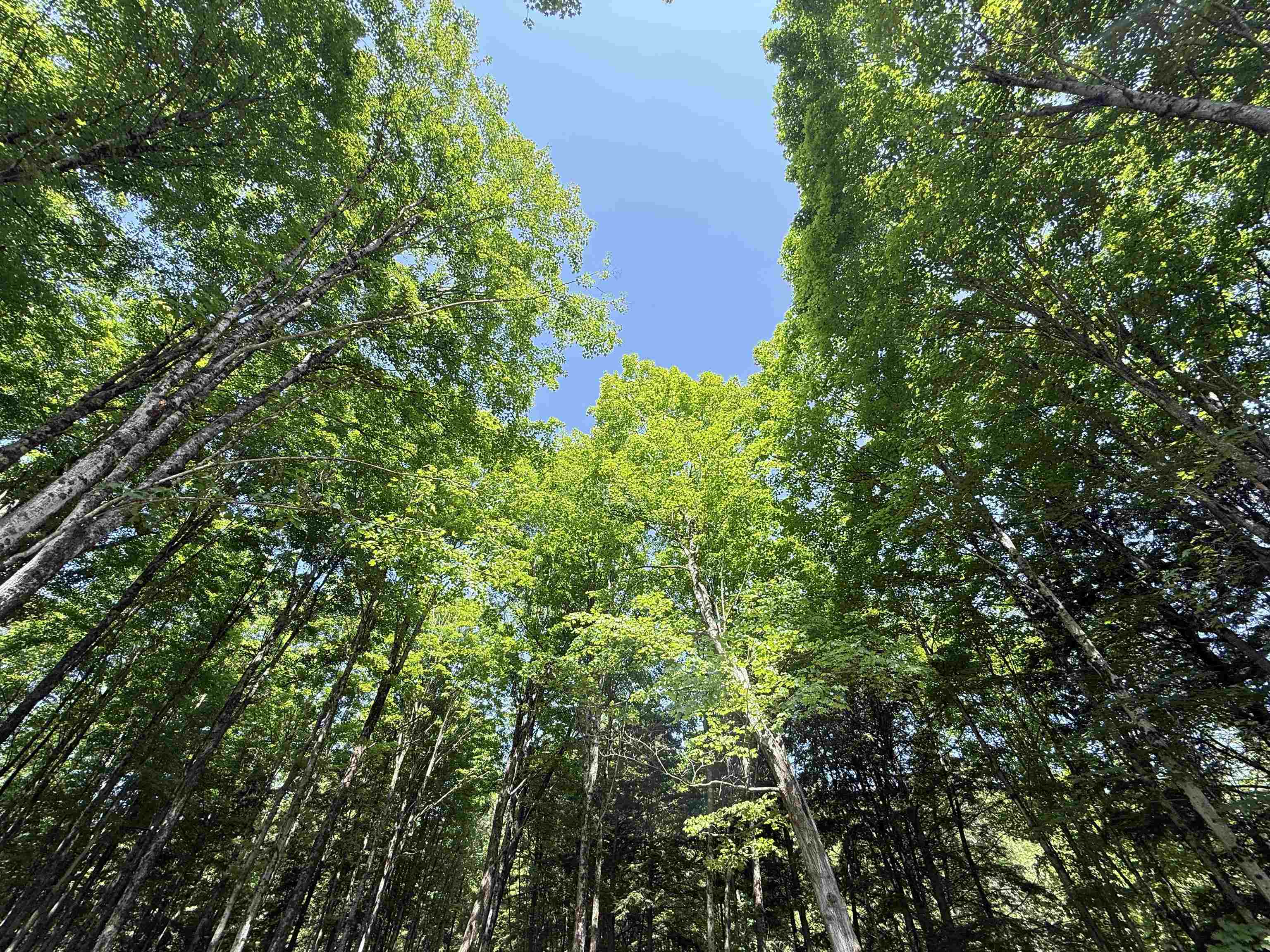 East Montpelier, Vermont 05651, United States, ,Land,Active,98589