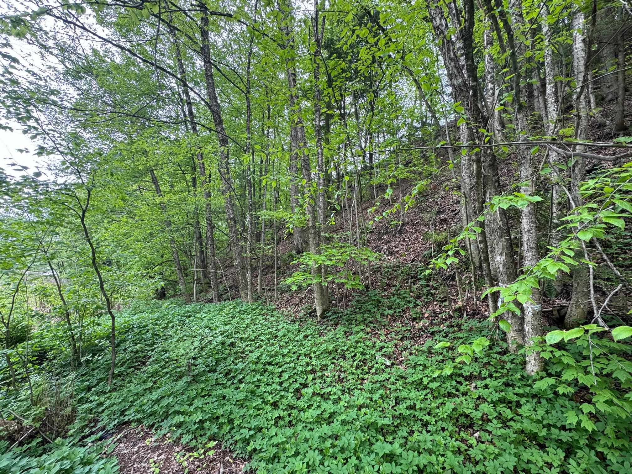 48 Northfield Street Lot 1