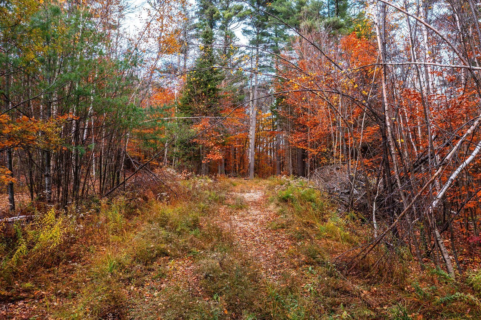 590 Howard Hill Road