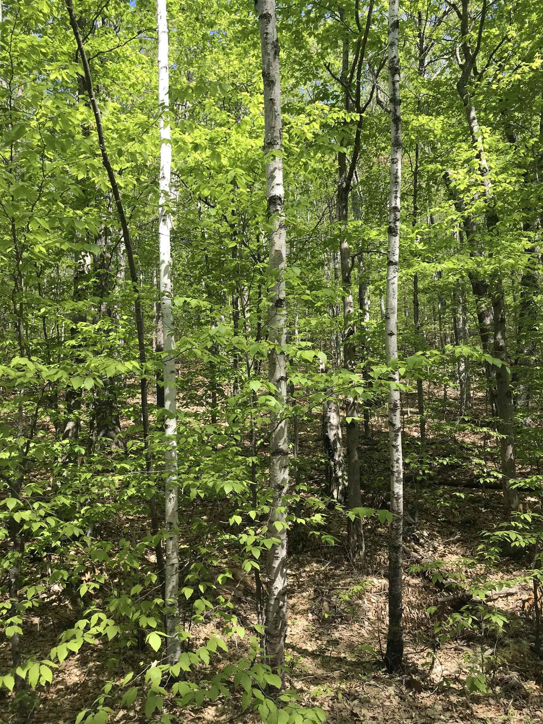 Photo 1 of 5 — David Thompson Drive 10, Campton, NH 03223