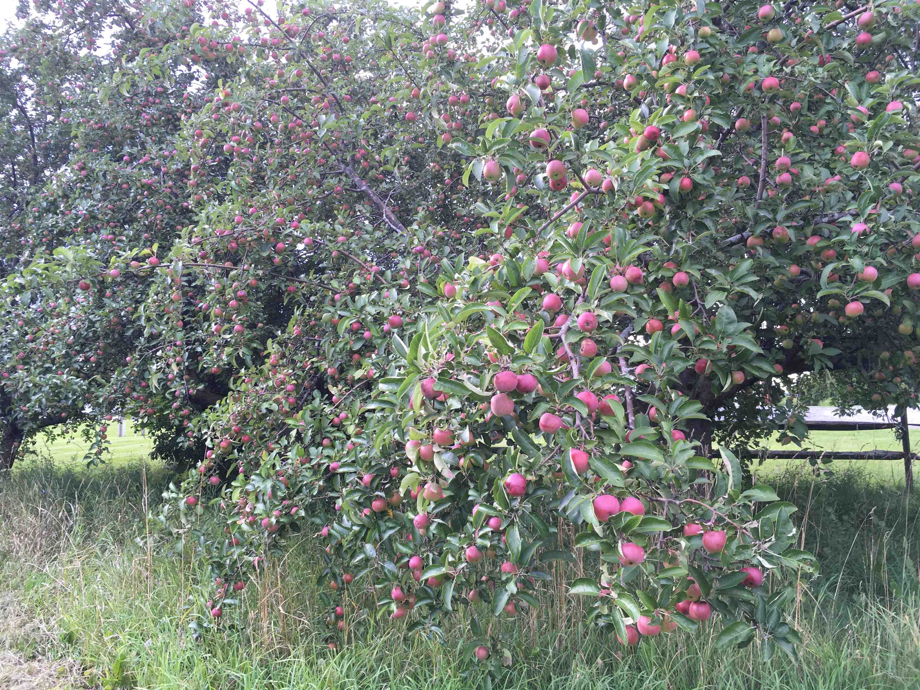 Addison, Vermont 05491, United States, 4 Bedrooms Bedrooms, ,1 BathroomBathrooms,Residential,Active,198744