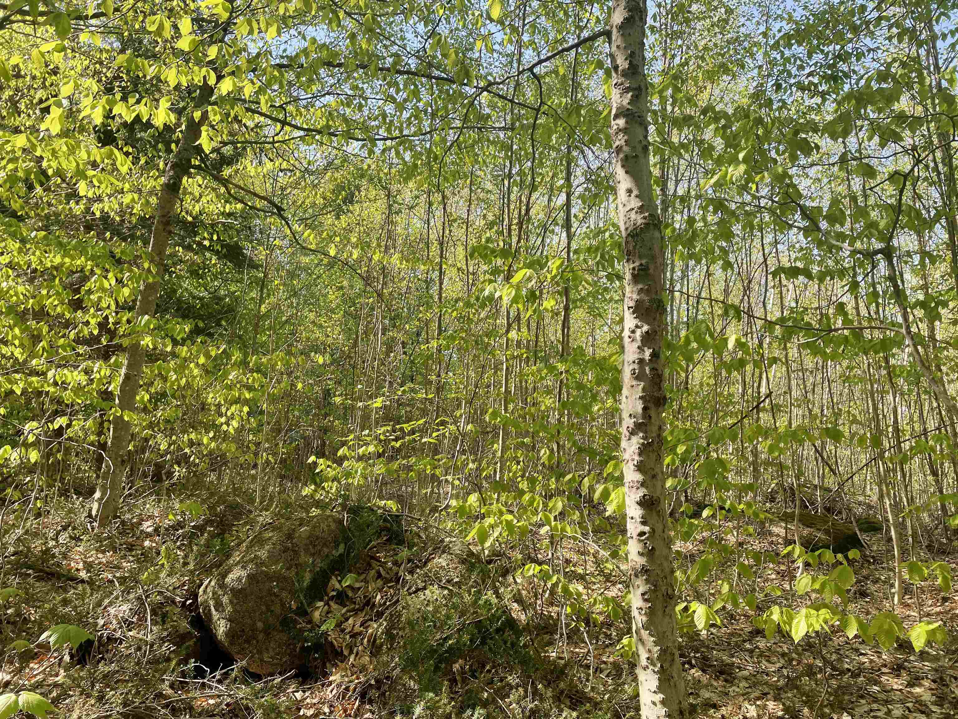 Map 135 Lot 13 Route 123