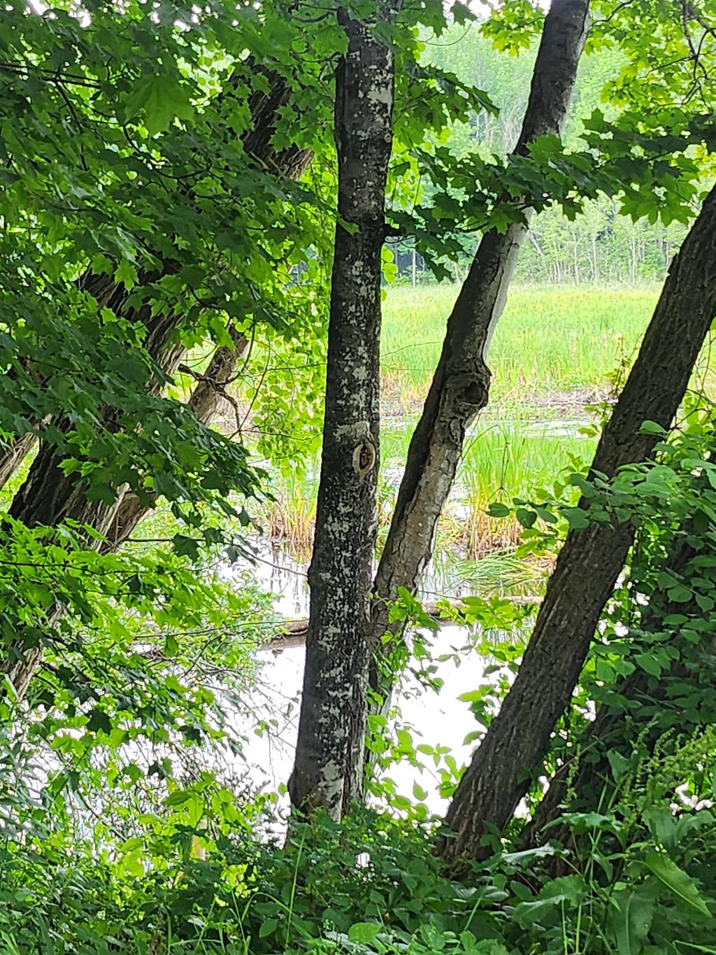 Photo of 126 Meredith Center Road, Meredith, NH 03253 (MLS # 5080241)