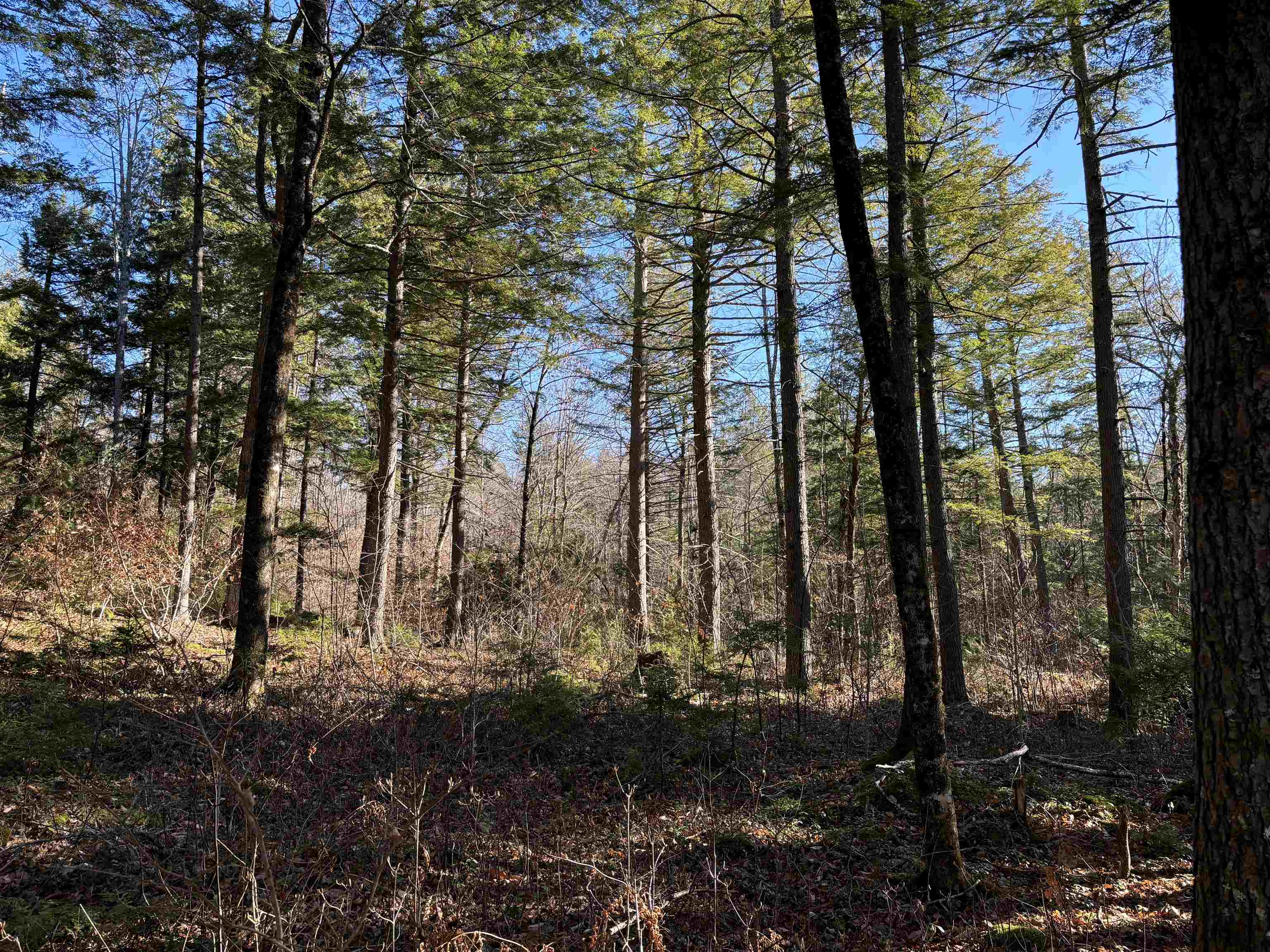 481 Chocorua Mountain Highway