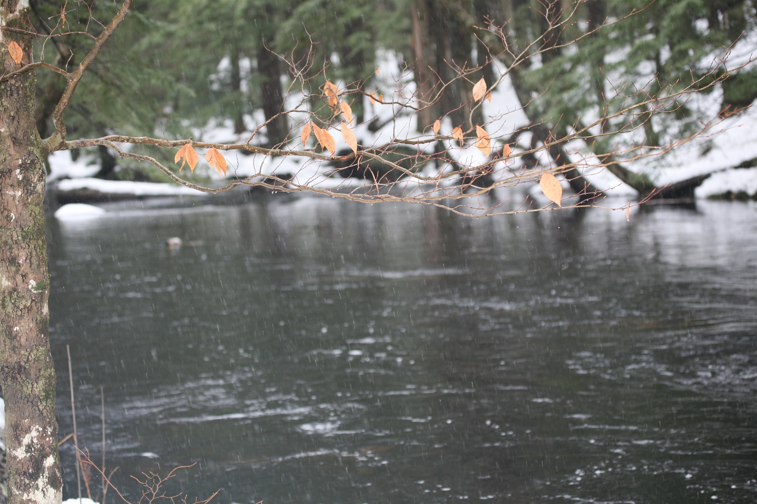 481 Chocorua Mountain Highway