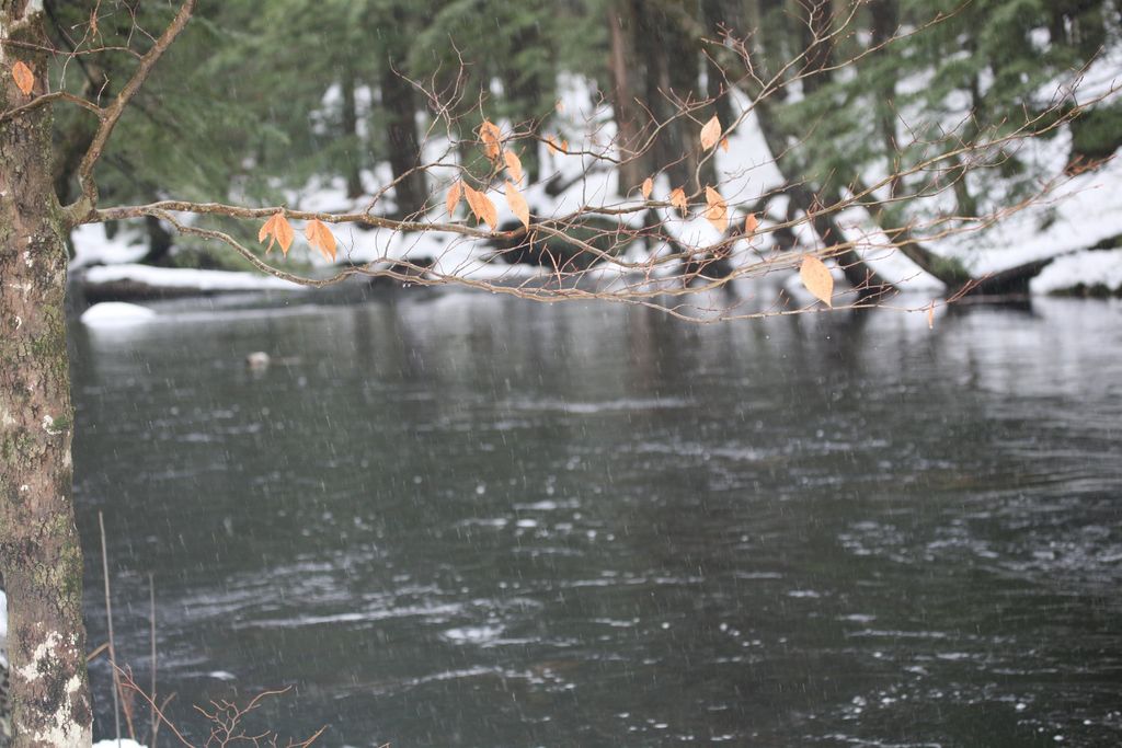 Photo of 481 Chocorua Mountain Highway, Tamworth, NH 03886 (MLS # 5023619)