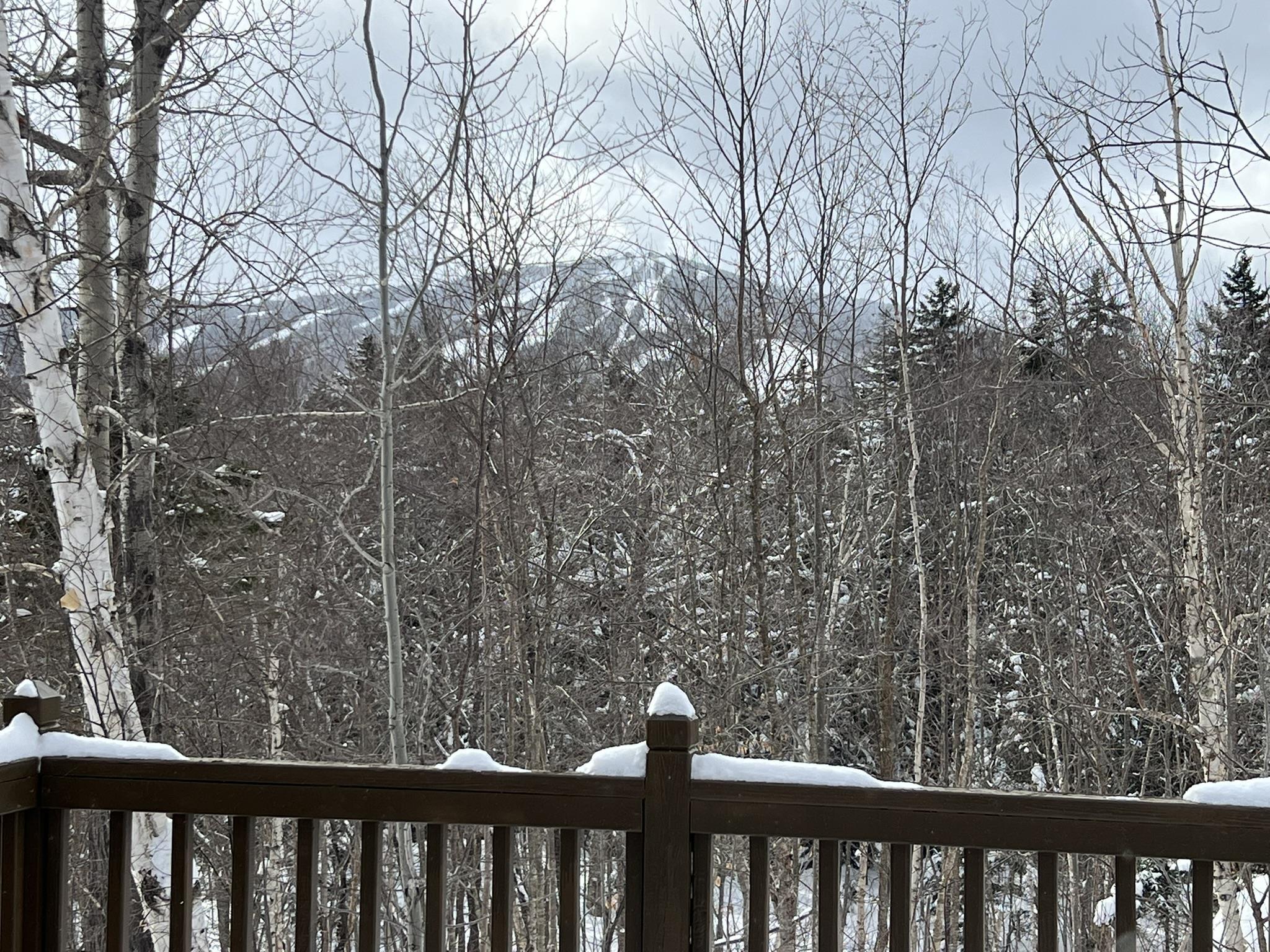 106 Silver Birch 17H