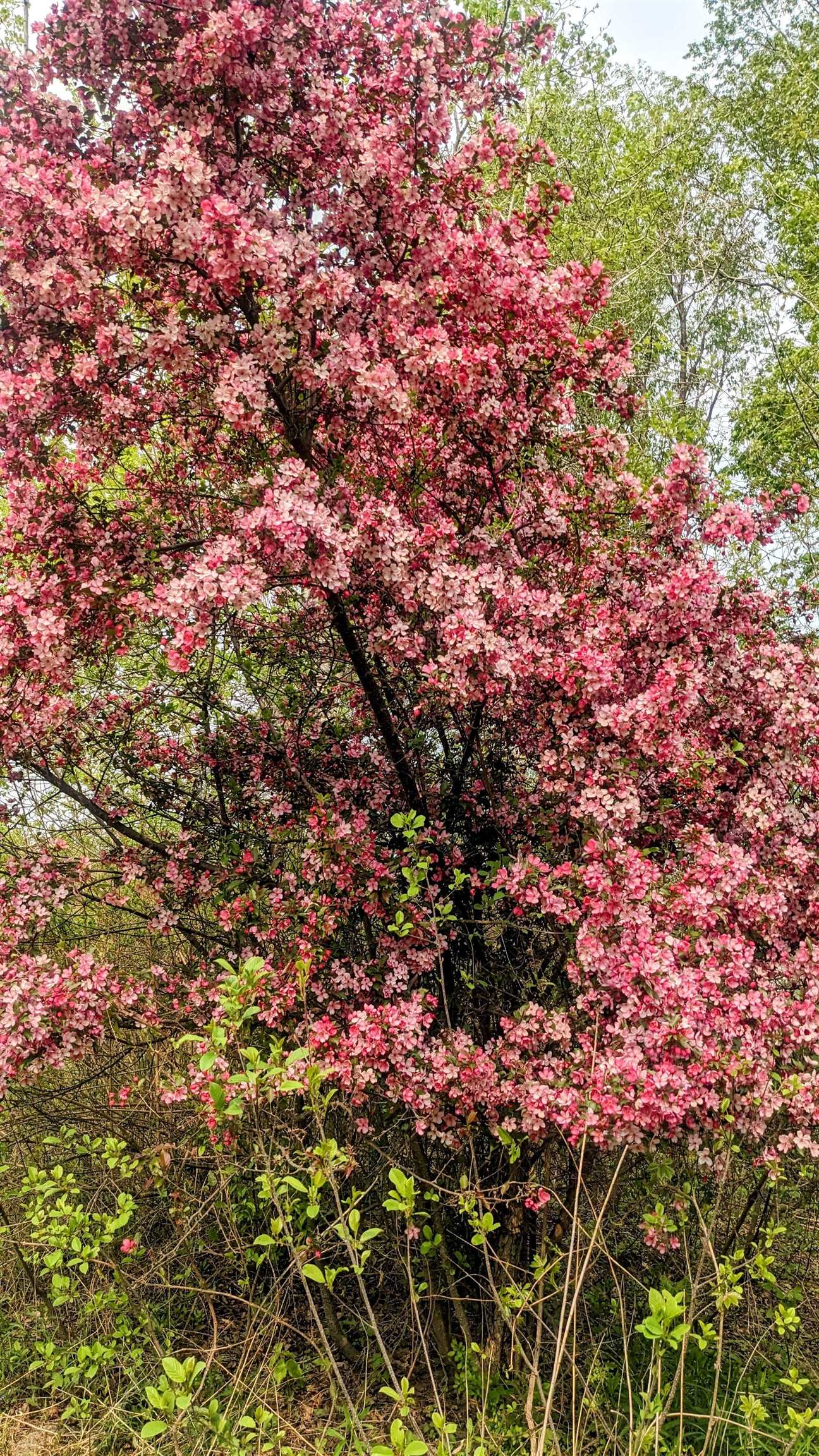 104 John Stark Highway