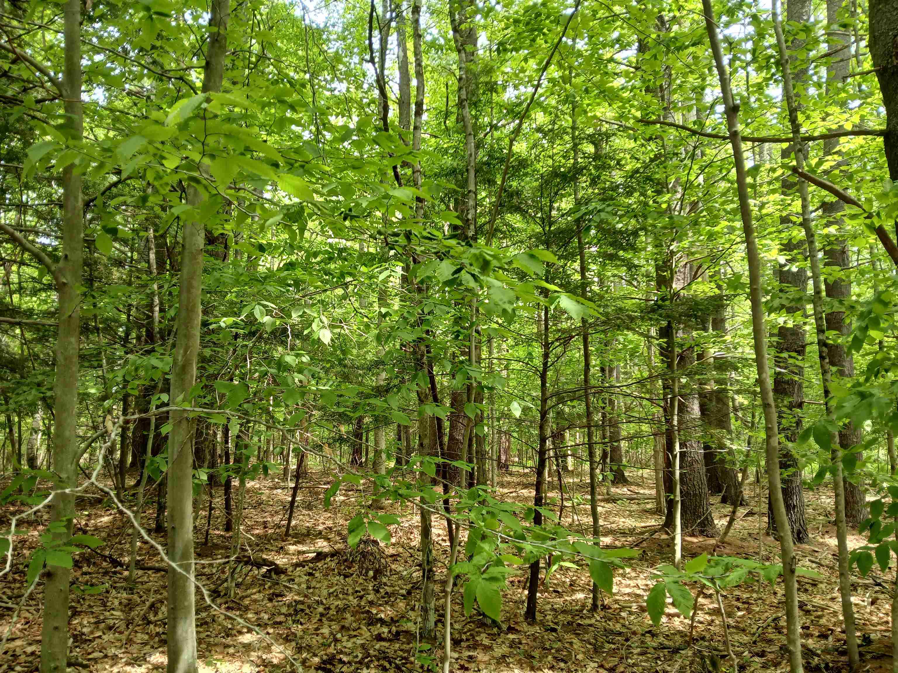 054-002-005 Middle Road