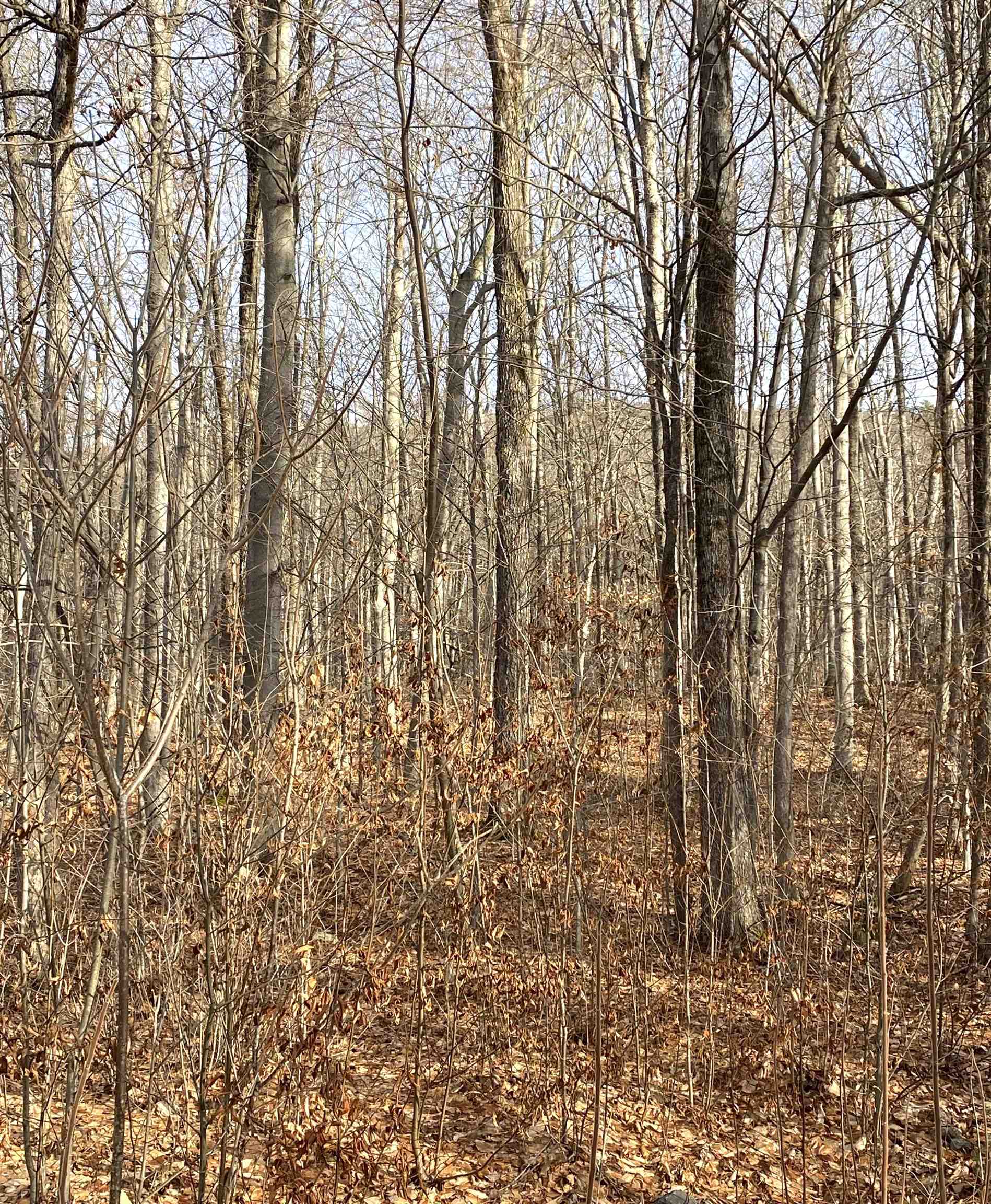 20 Forest Ridge Drive 14