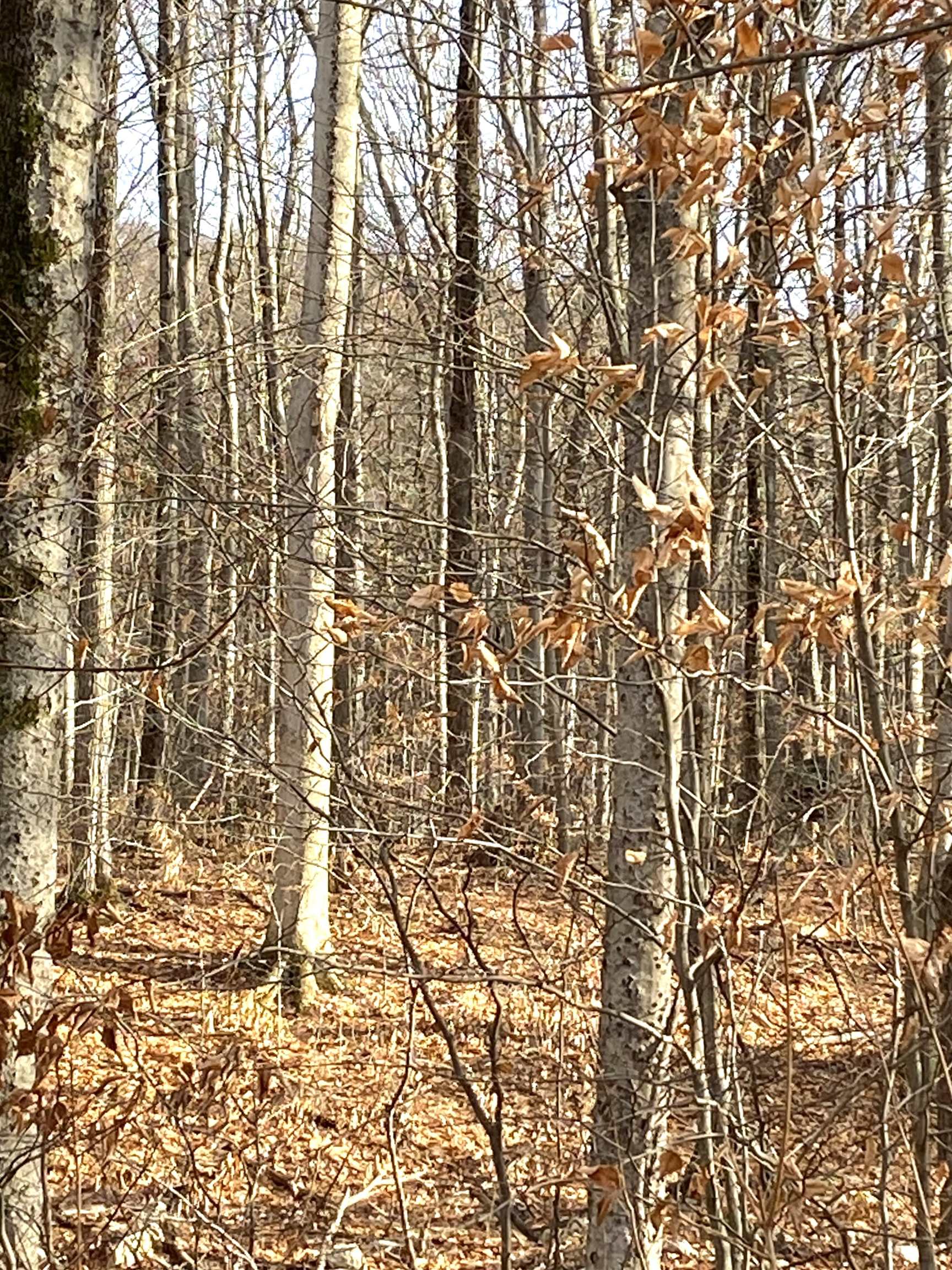 20 Forest Ridge Drive 14