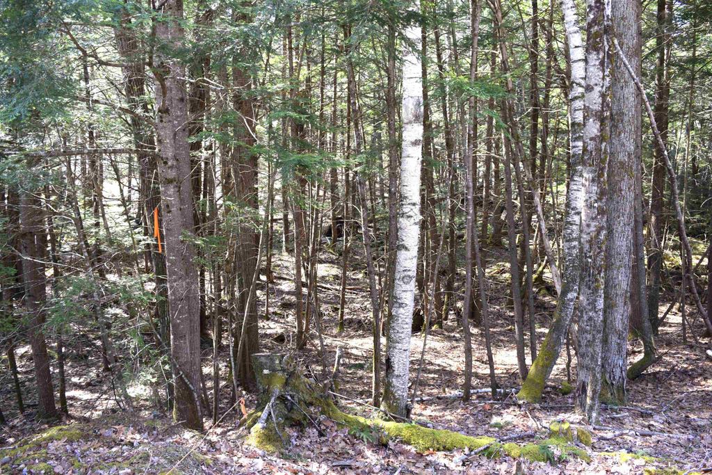 Photo of 185 Hanover Drive #185, Haverhill, NH 03765 (MLS # 5082208)