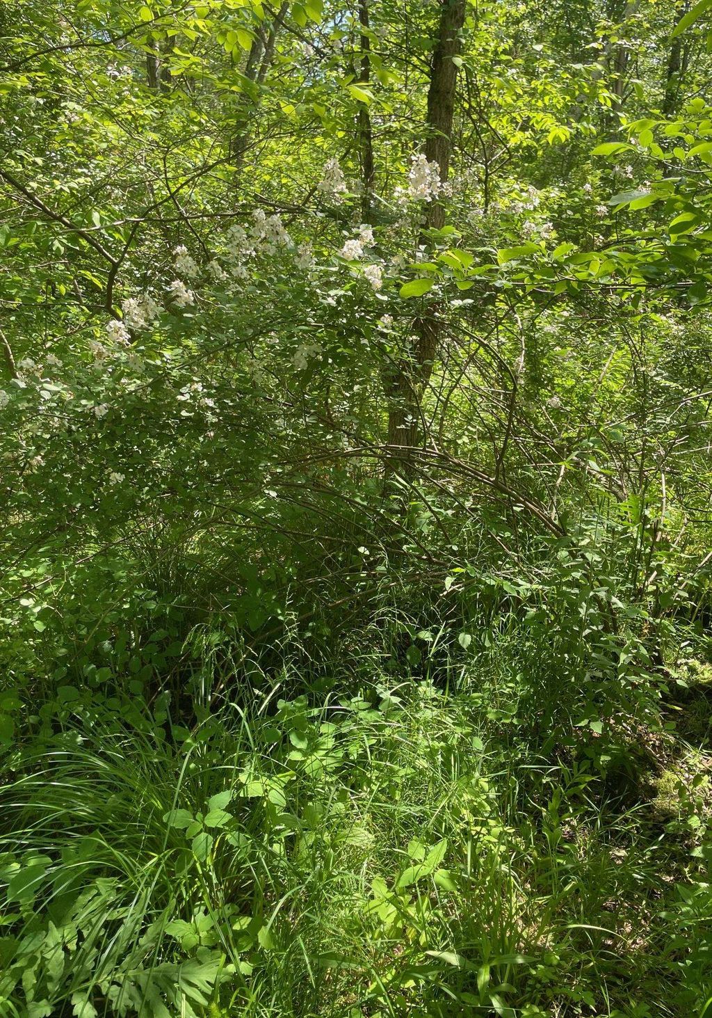 Photo of 00 Lovell Road, Stratham, NH 03885 (MLS # 5040815)