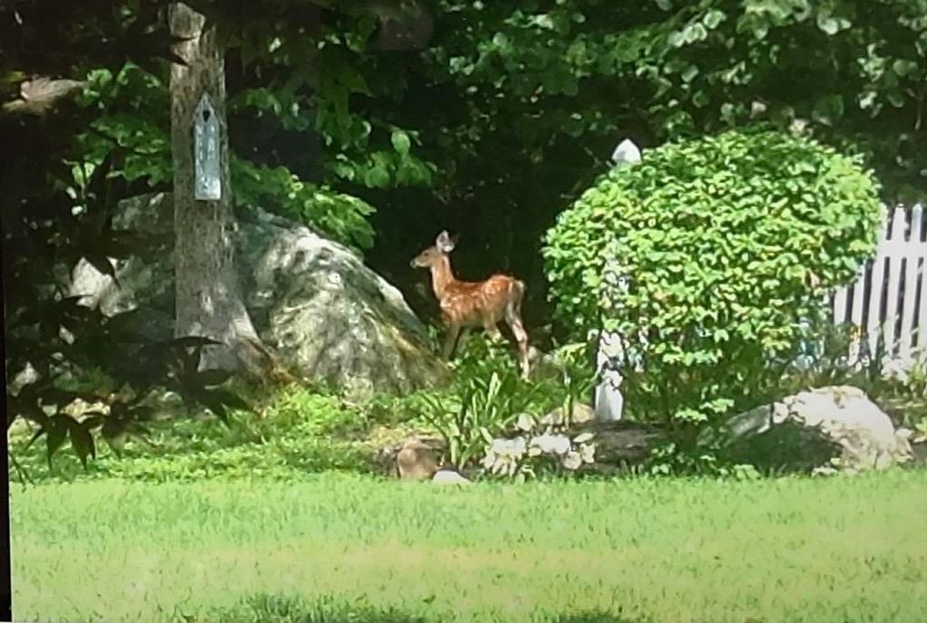 Photo of 125 Nashua Road, Bedford, NH 03110 (MLS # 5084063)