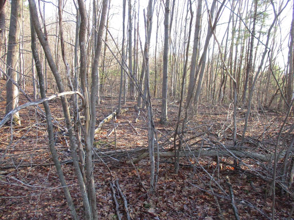 Photo of 5105 Farley ball Road, Temple, NH 03084 (MLS # 5084382)