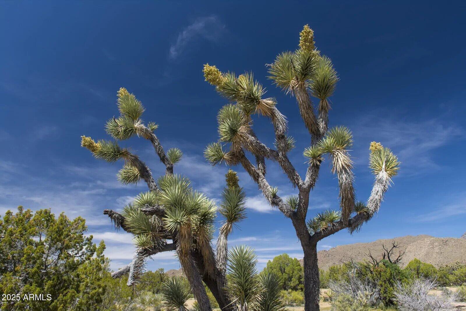 0 Carmen Rd & Allison Dr -- -