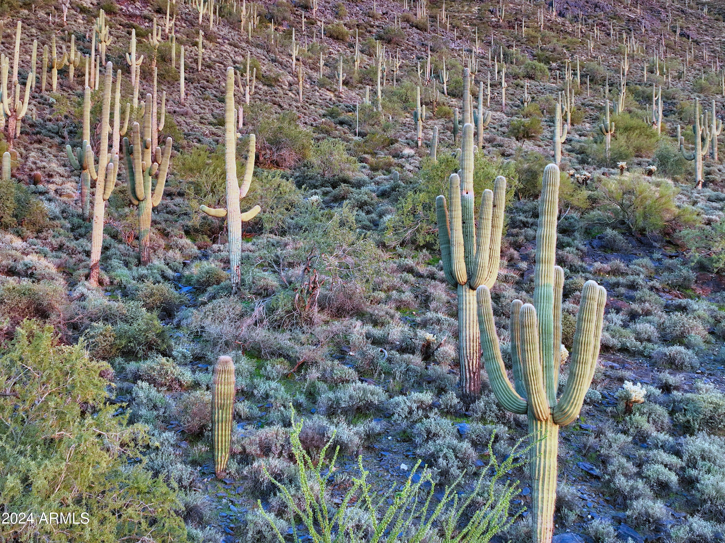 Cave Creek, Arizona 85331, United States, ,Land,Active,42731