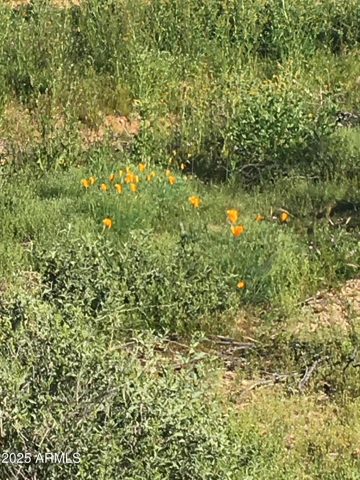 417XX N 252ND Avenue -