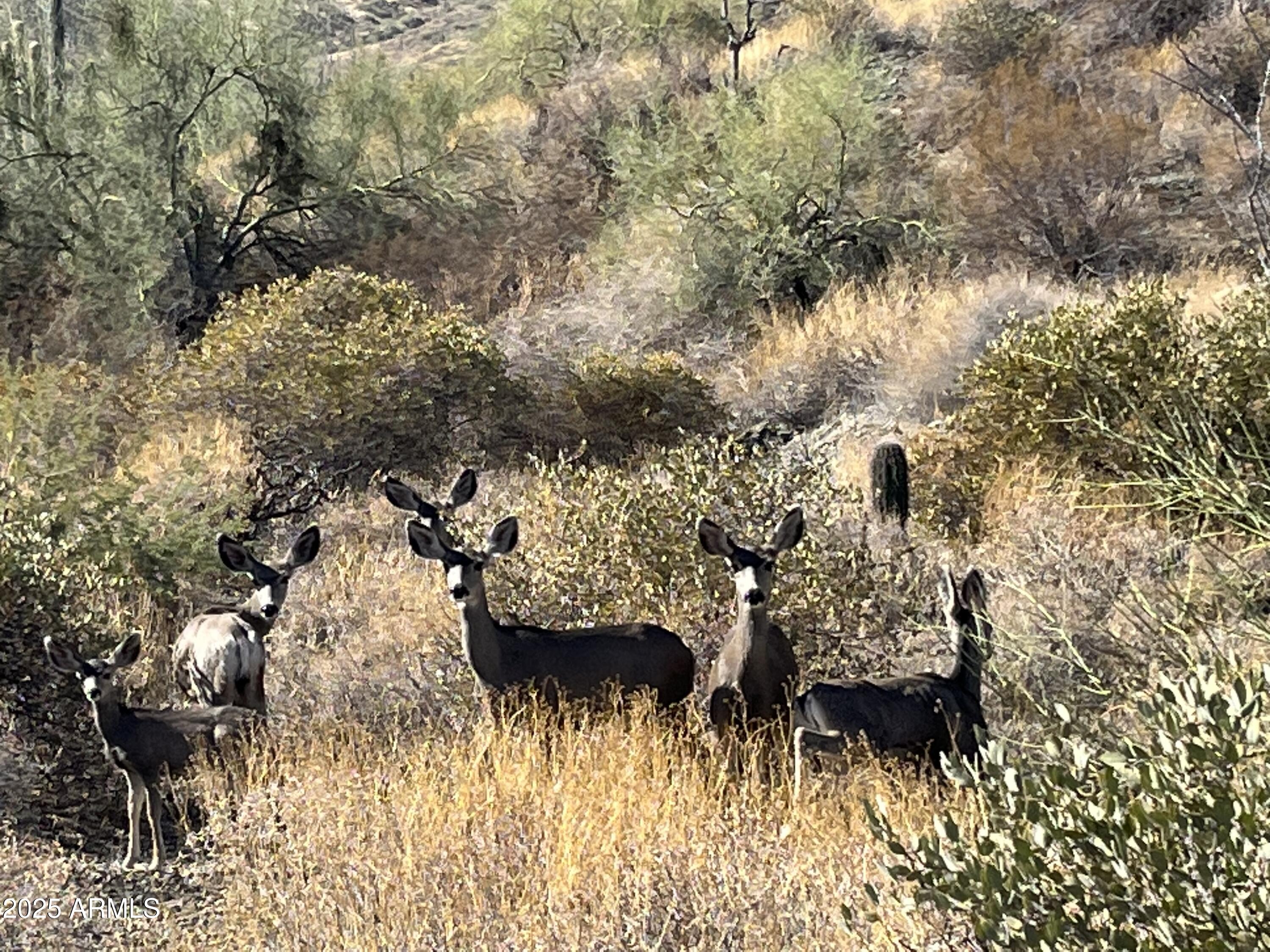 14717 E PRAIRIE DOG Trail 15