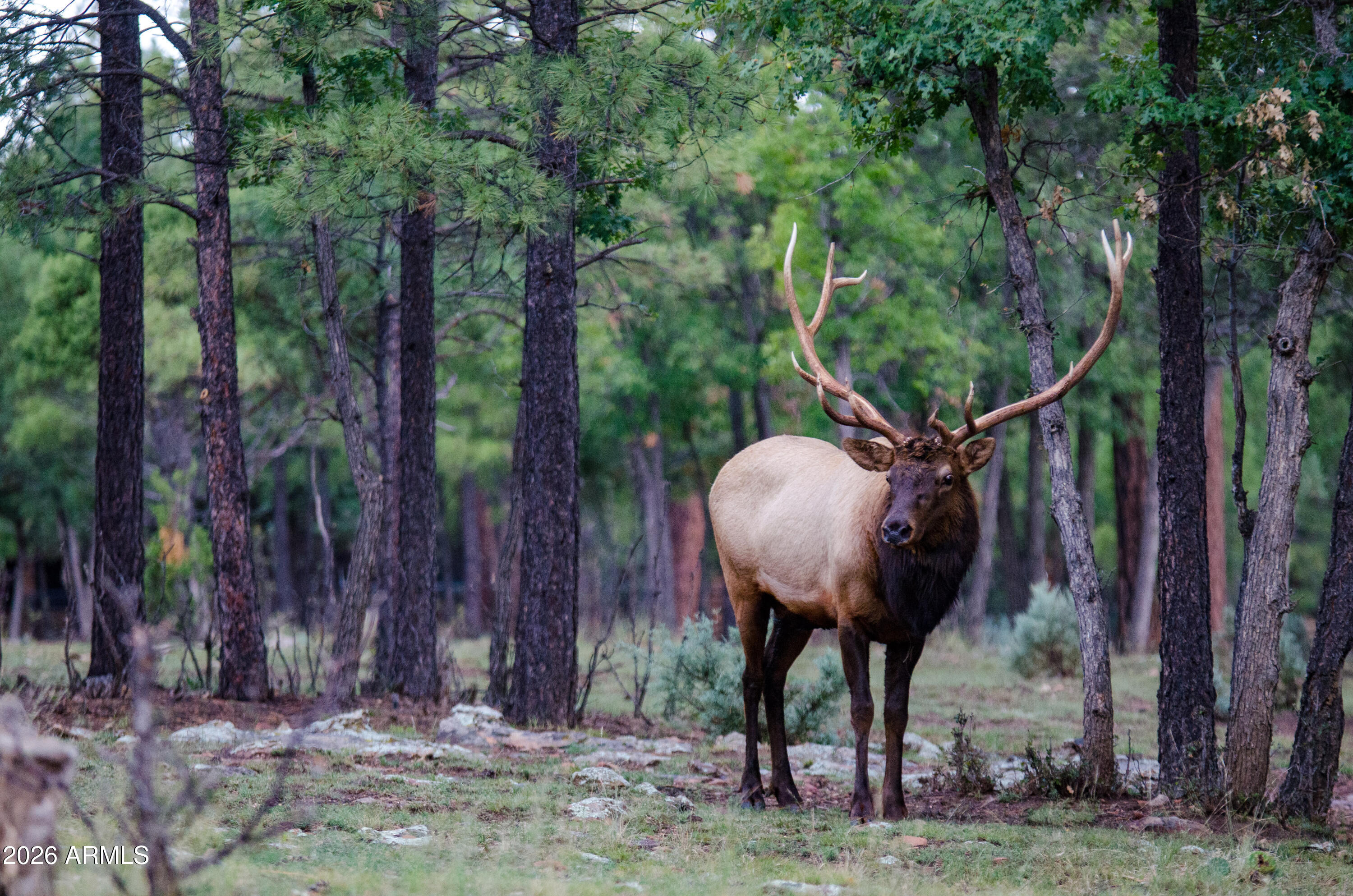 7800 Forest Service 122 Rd-Tract 9B -- 9-B