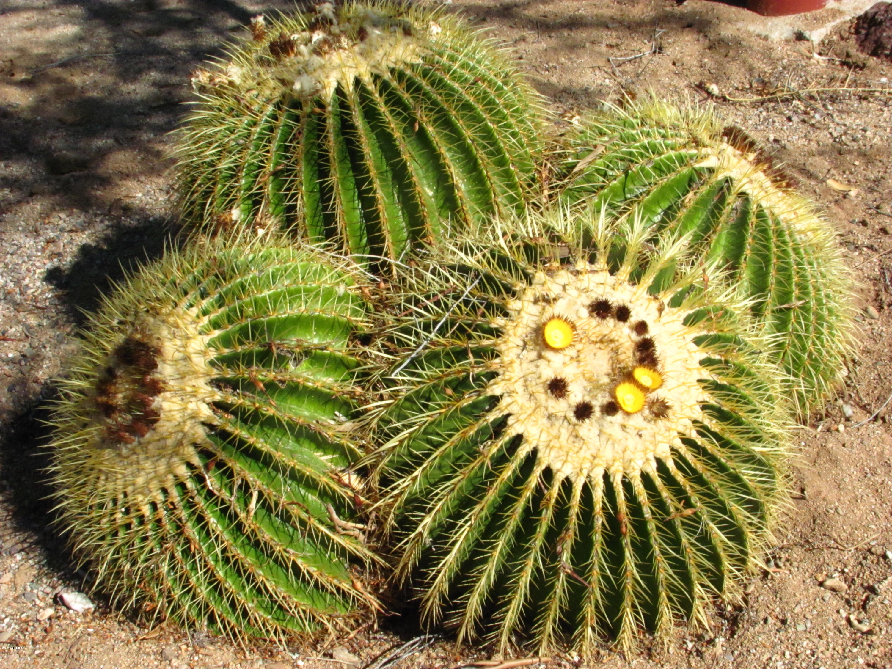 Wickenburg, Arizona 85390, United States, 22 Bedrooms Bedrooms, ,16 BathroomsBathrooms,Residential,Active,217260