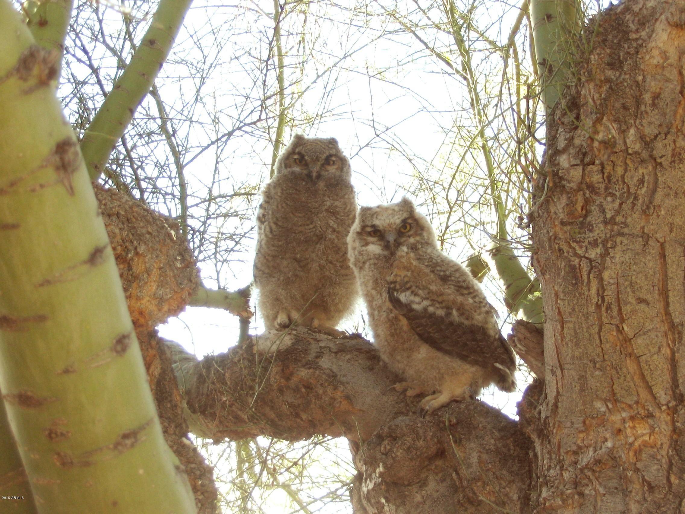 Wickenburg, Arizona 85390, United States, 22 Bedrooms Bedrooms, ,16 BathroomsBathrooms,Residential,Active,217260