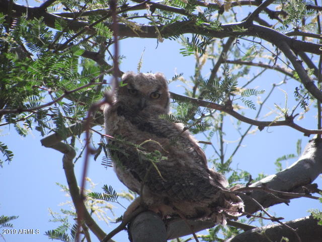 Wickenburg, Arizona 85390, United States, 22 Bedrooms Bedrooms, ,16 BathroomsBathrooms,Residential,Active,217260