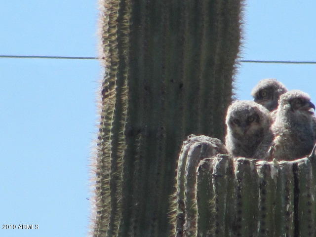 Wickenburg, Arizona 85390, United States, 22 Bedrooms Bedrooms, ,16 BathroomsBathrooms,Residential,Active,217260