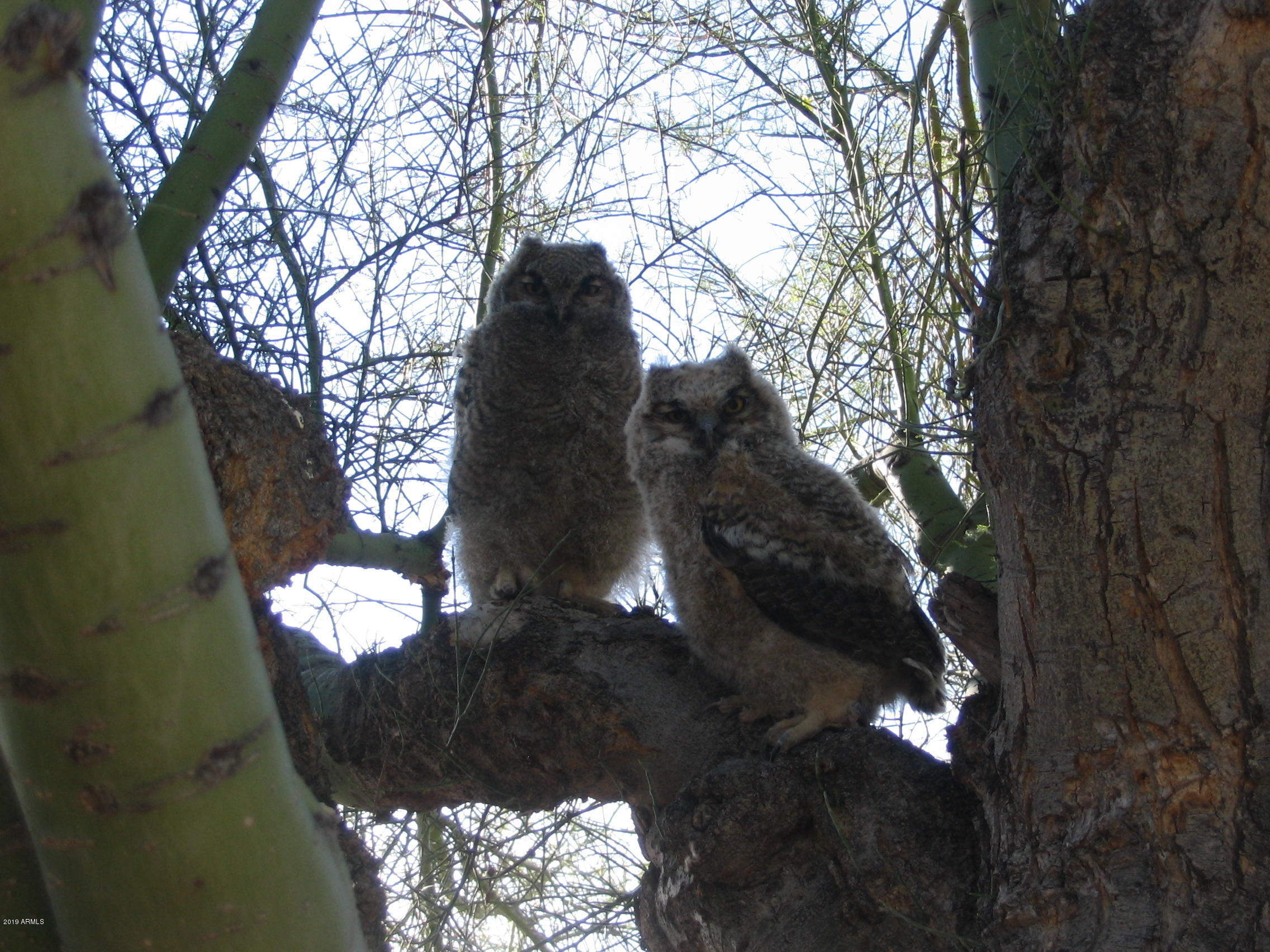 Wickenburg, Arizona 85390, United States, 22 Bedrooms Bedrooms, ,16 BathroomsBathrooms,Residential,Active,217260