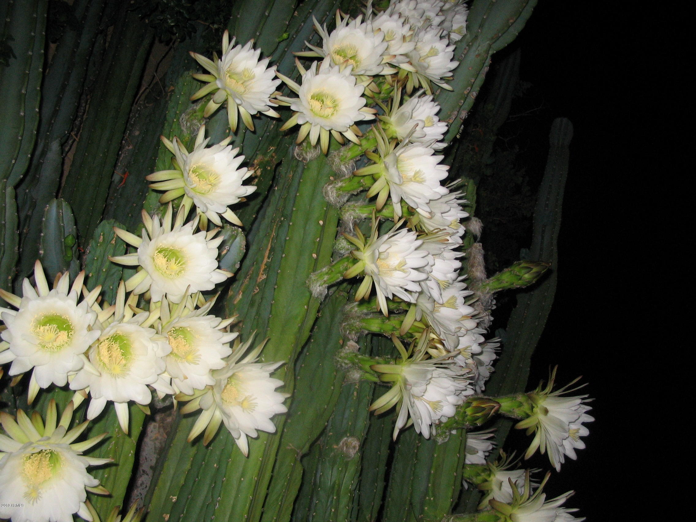 Wickenburg, Arizona 85390, United States, 22 Bedrooms Bedrooms, ,16 BathroomsBathrooms,Residential,Active,217260