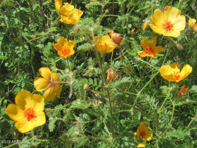 Wickenburg, Arizona 85390, United States, 22 Bedrooms Bedrooms, ,16 BathroomsBathrooms,Residential,Active,217260