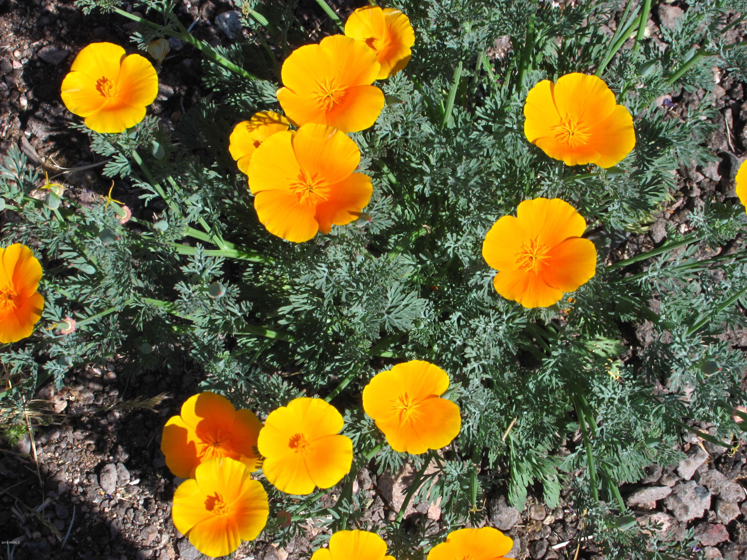 Wickenburg, Arizona 85390, United States, 22 Bedrooms Bedrooms, ,16 BathroomsBathrooms,Residential,Active,217260